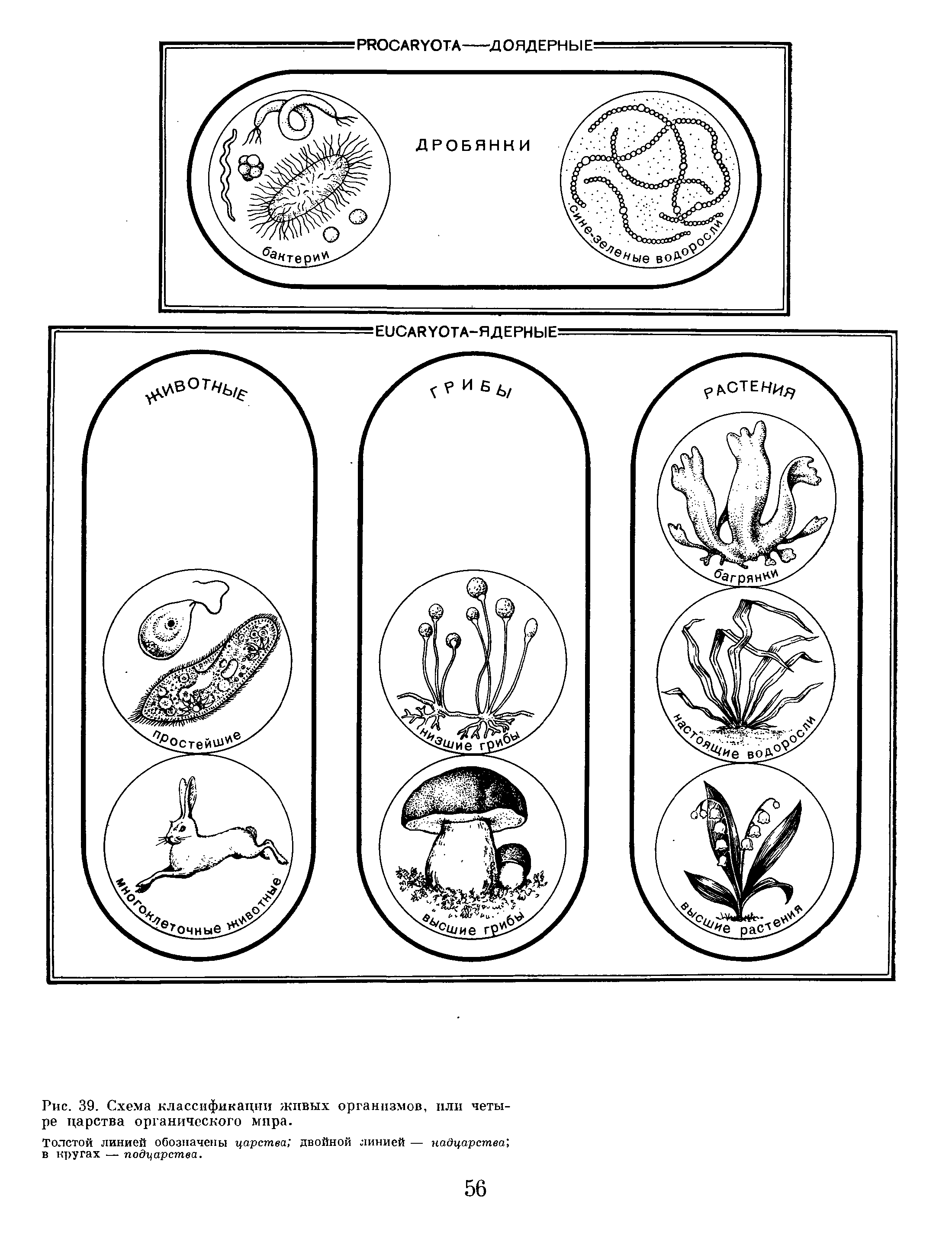 Четыре царства органического мира и схема