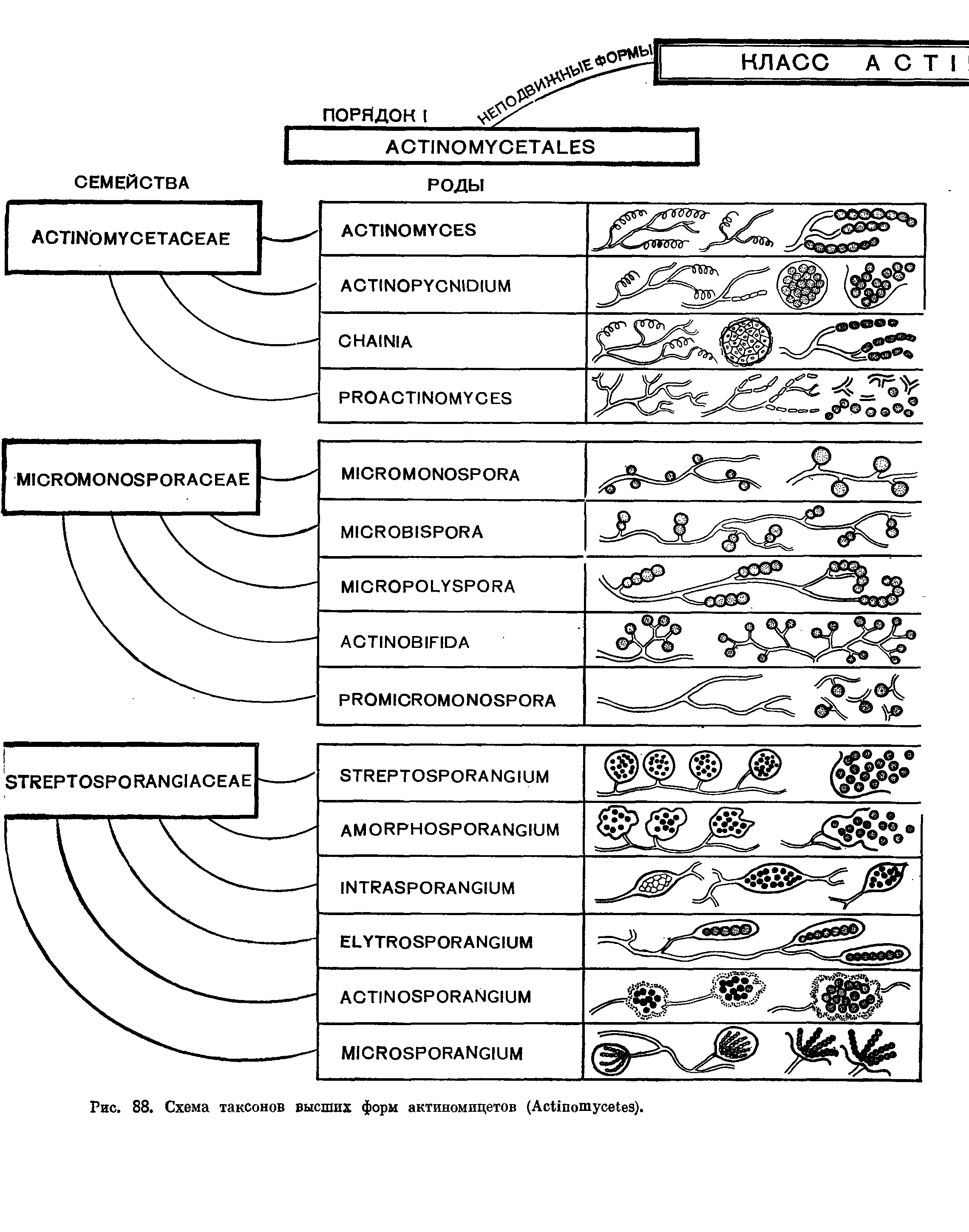 Типы животных классификация таблица. Биологическая систематика схема. Актиномицеты классификация микробиология. Схема классификации животных 5 класс биология таблица. Систематика растений таксоны схема.