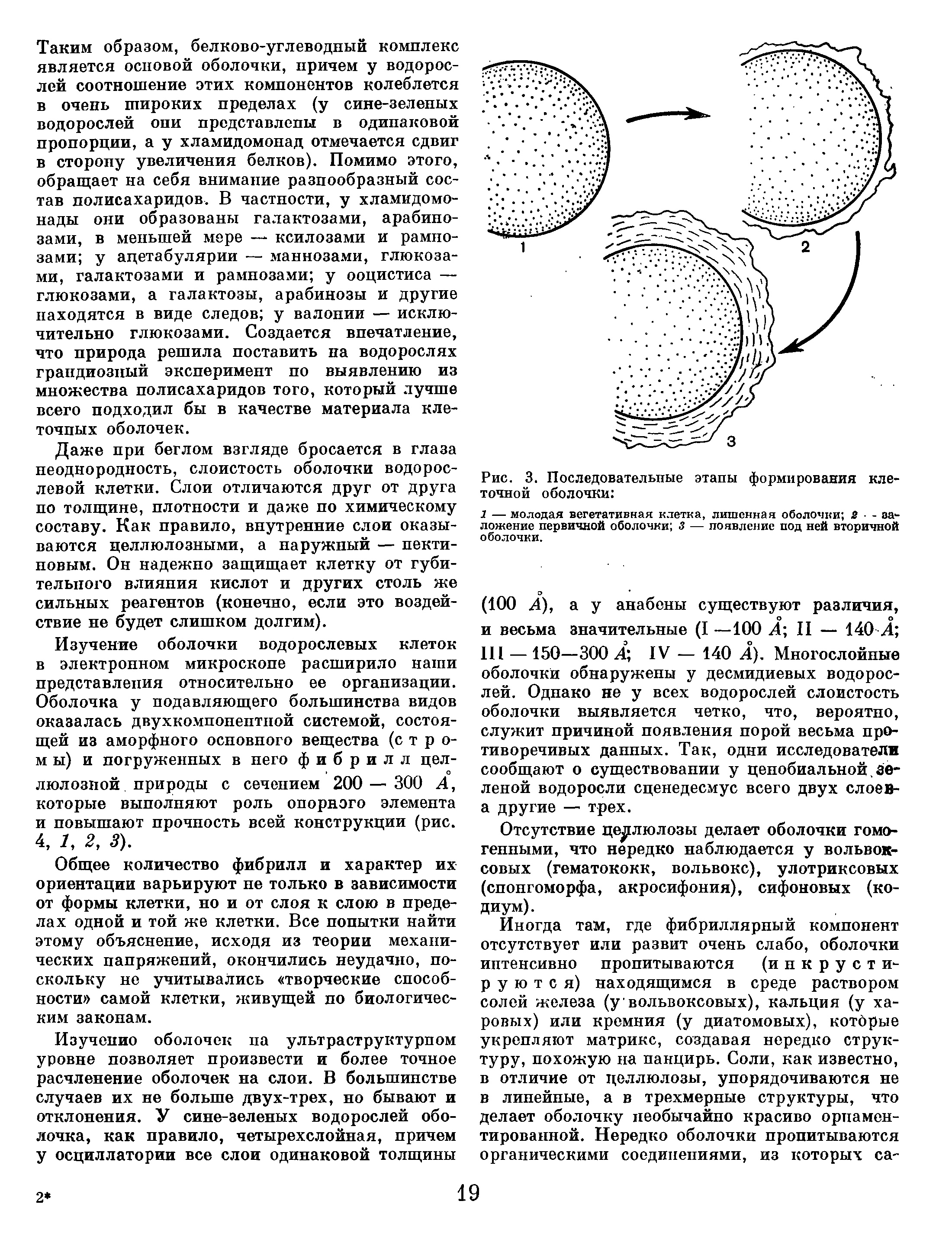 Этапы формирования клеточной оболочки. Толщина вторичной оболочки. Слоистость клеточной оболочки. Состав первичной оболочки.