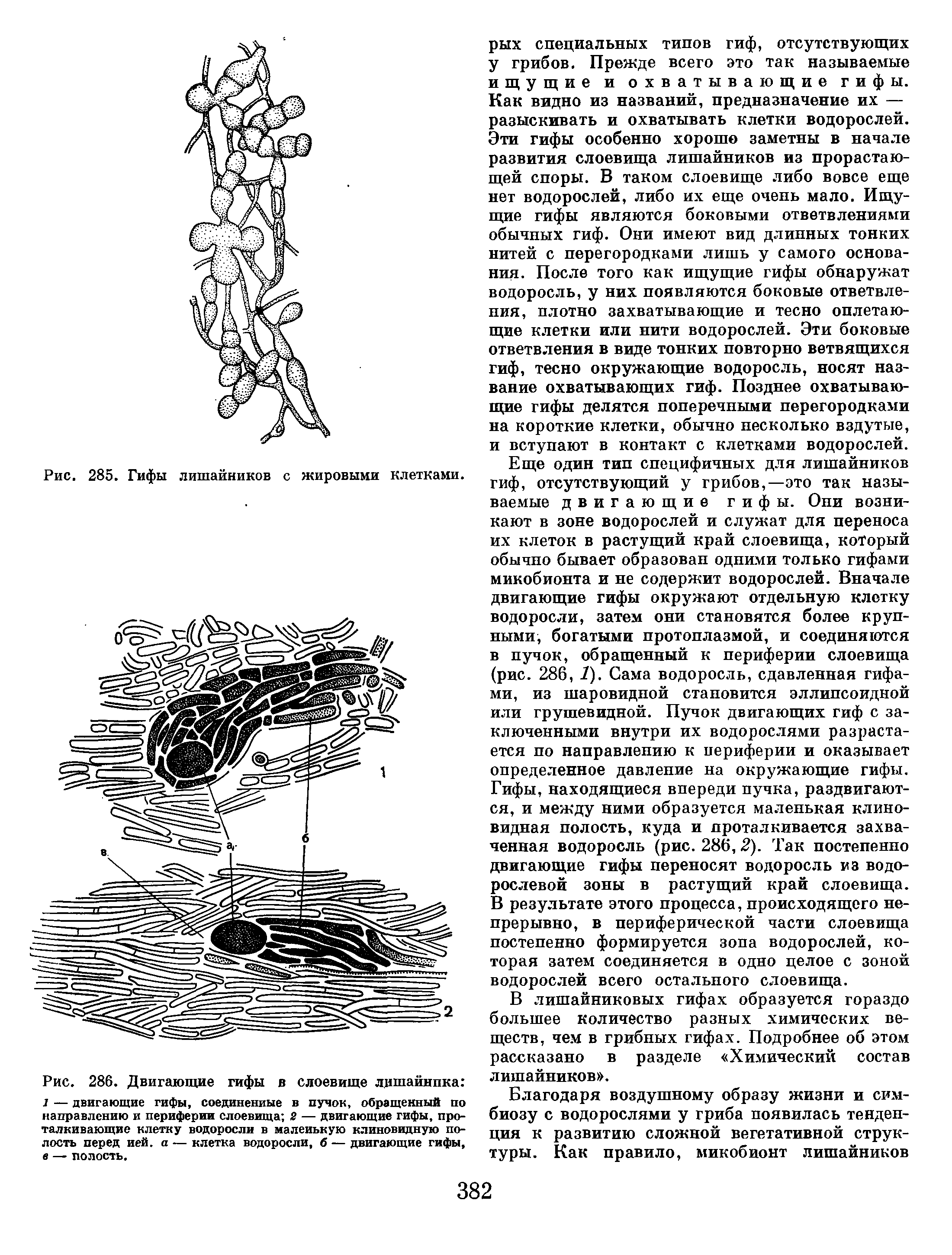 Микобионт на рисунке