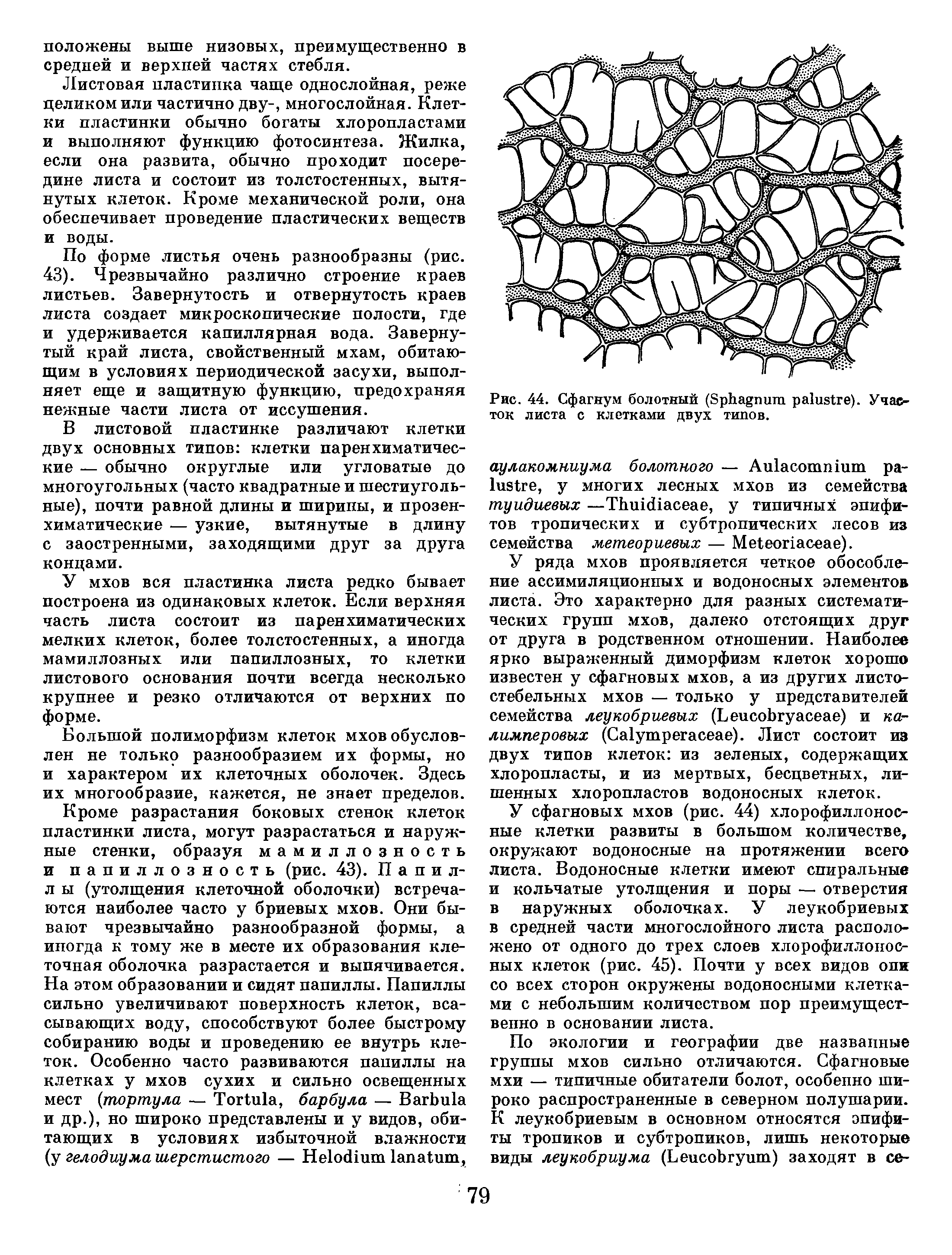 Водоносные клетки сфагнума. Участок листьевой пластинки сфагнума. Участок листовой пластинки сфагнум. Ассимиляционные клетки сфагнума. Водоносные клетки в листьях риса.