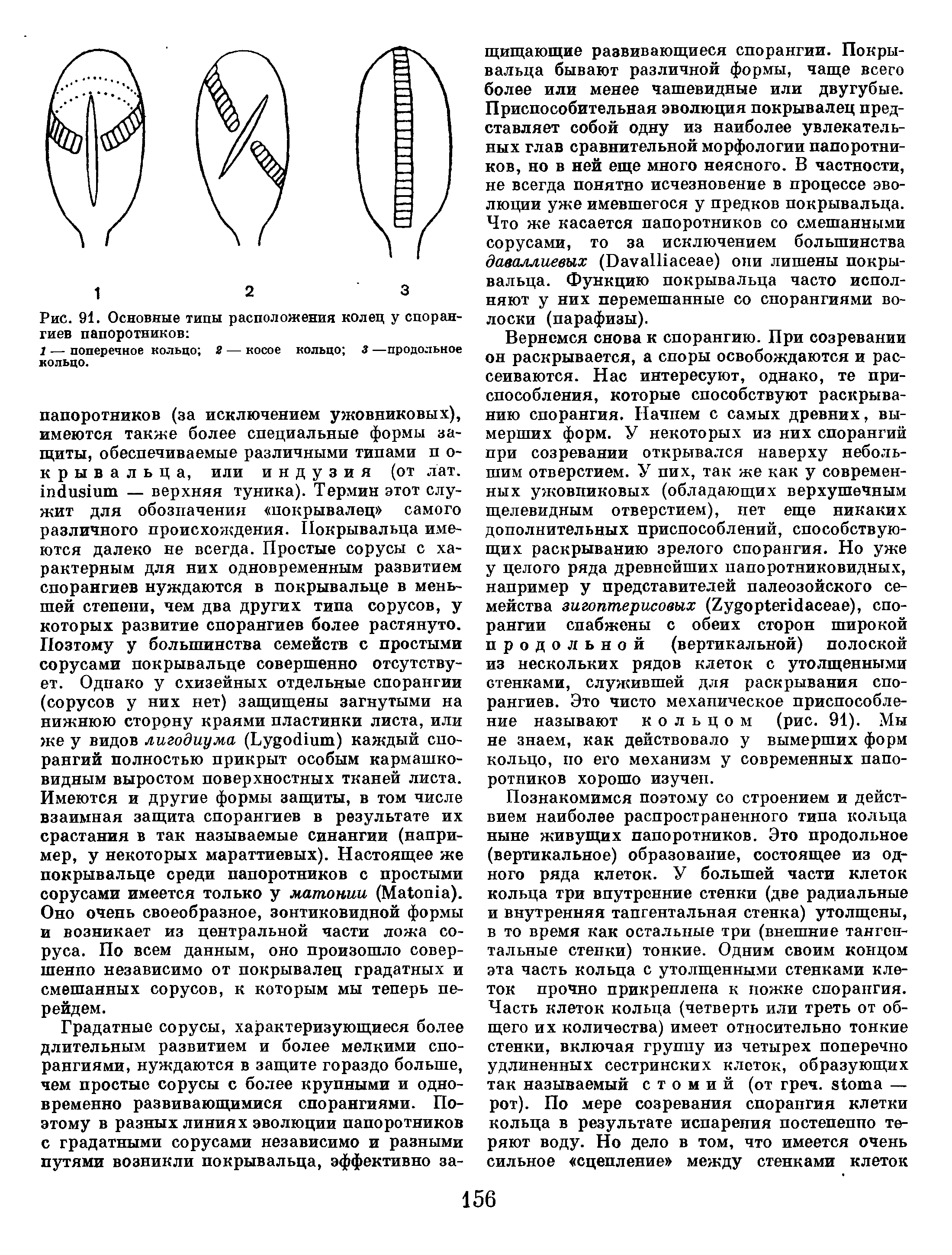 Кольцо спорангия. Типы колец у папоротников. Типы спорангиев. Типы сорусов. Покрывальце у папоротников.