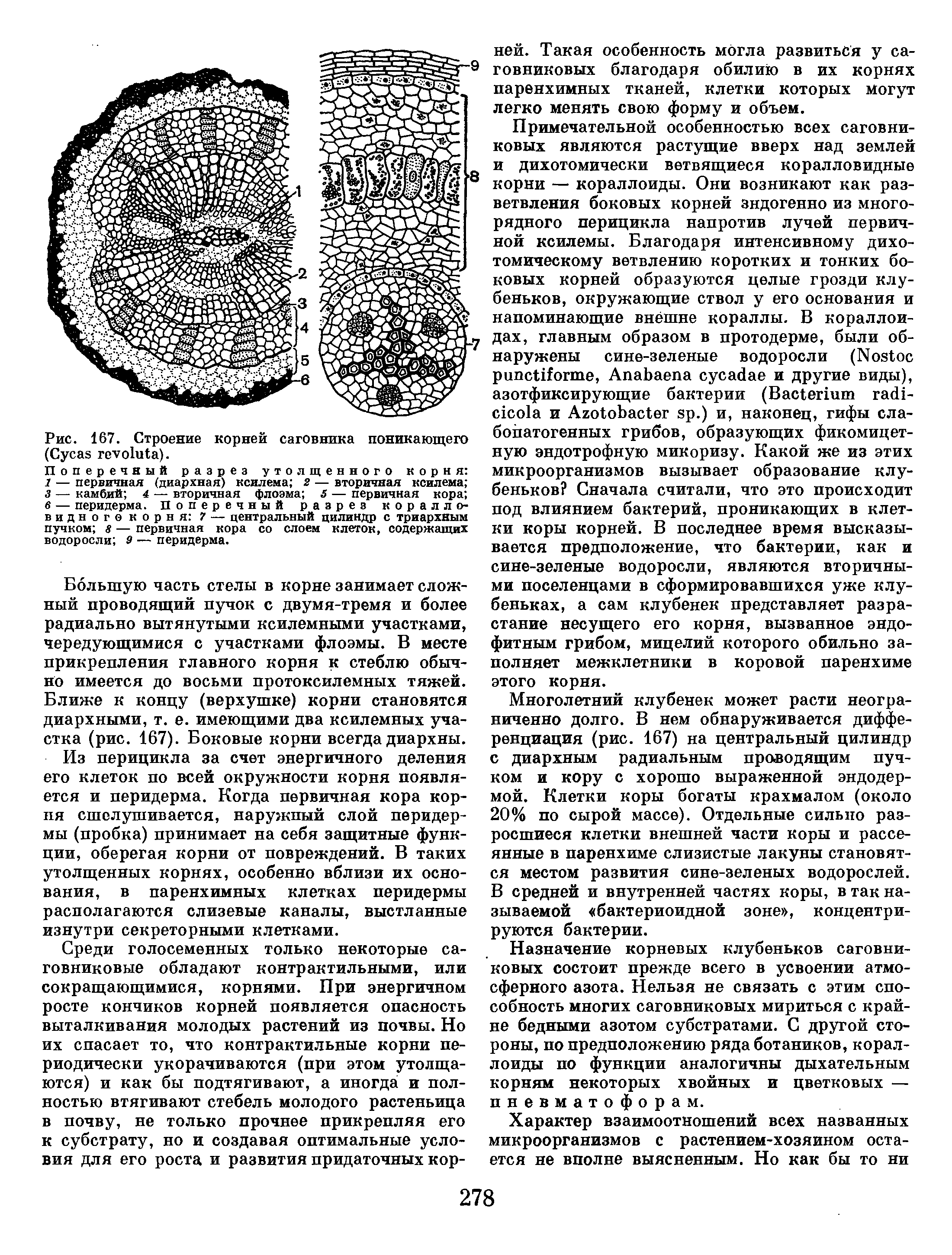 Первичная флоэма. Диархная Ксилема. Диархная первичная Ксилема. Первичная и вторичная Ксилема и флоэма.