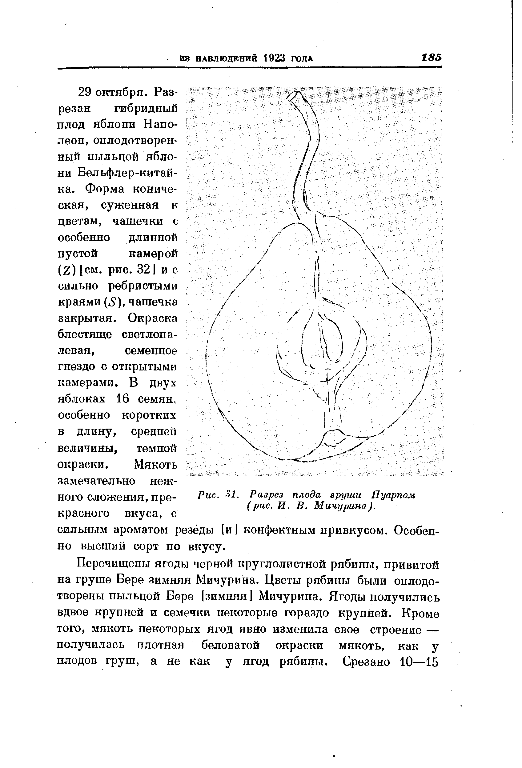 У плода на рисунке отмечены остатки яблоко