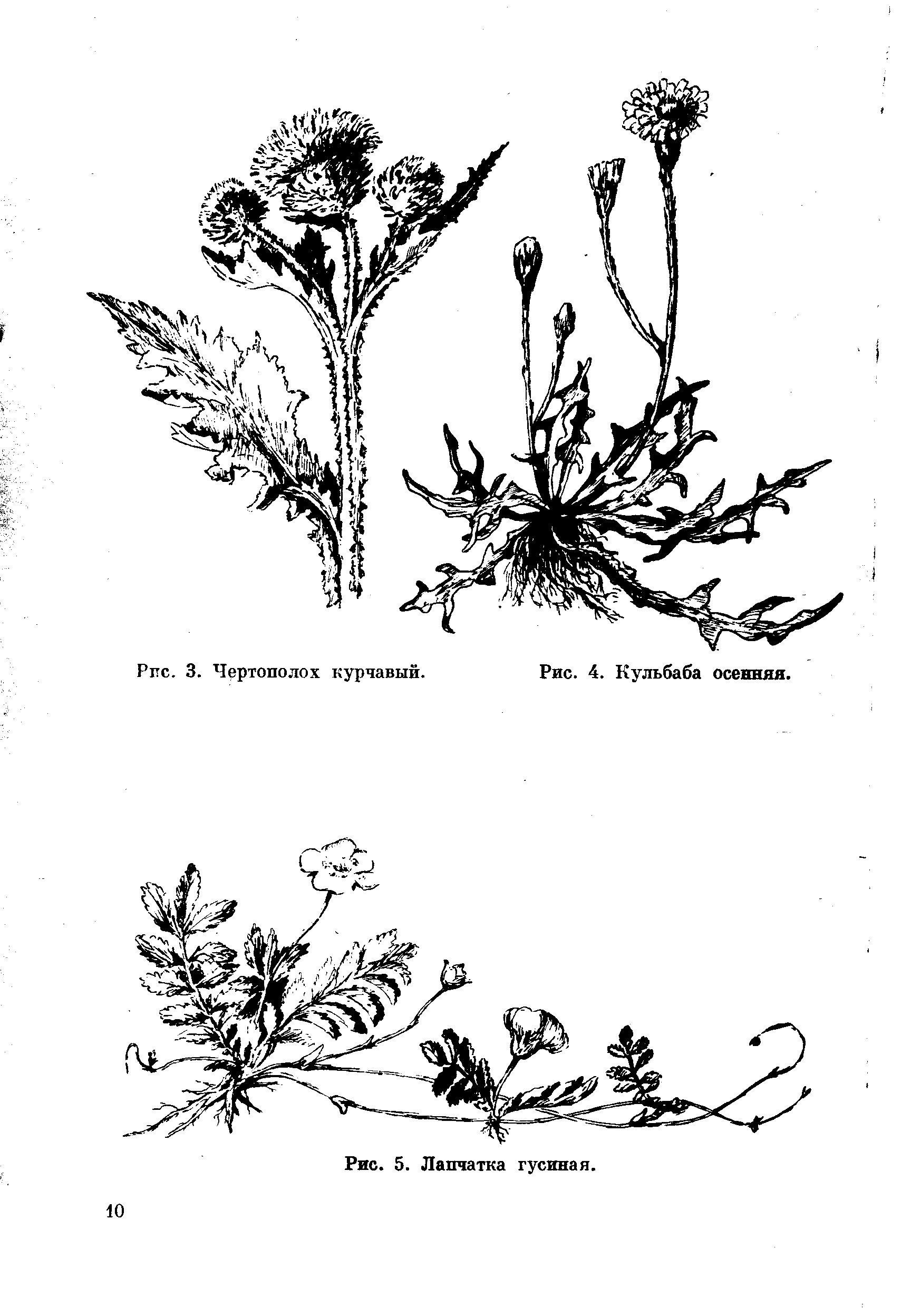 Лапчатка гусиная рисунок