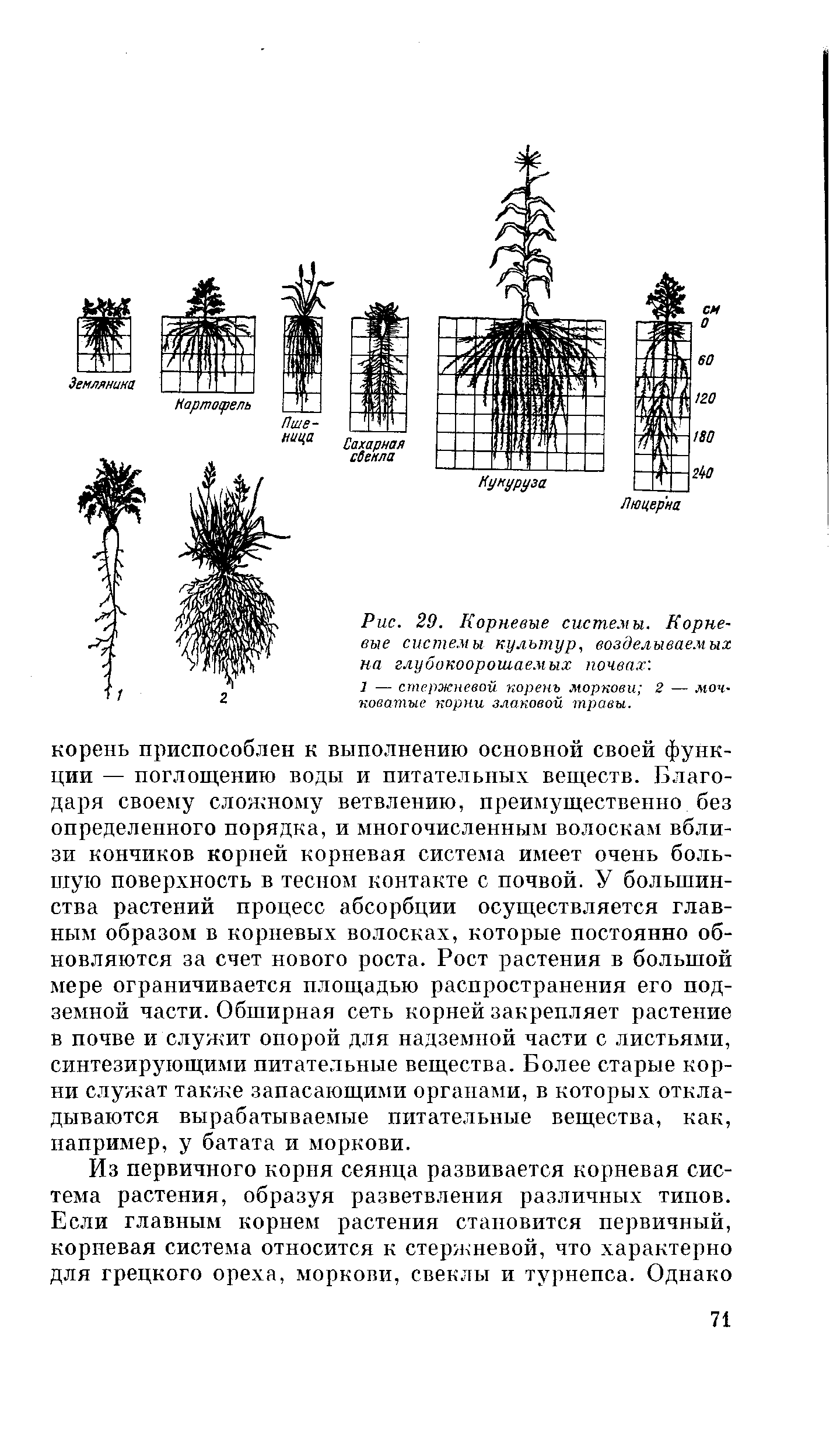 Корневая система каштана схема конского