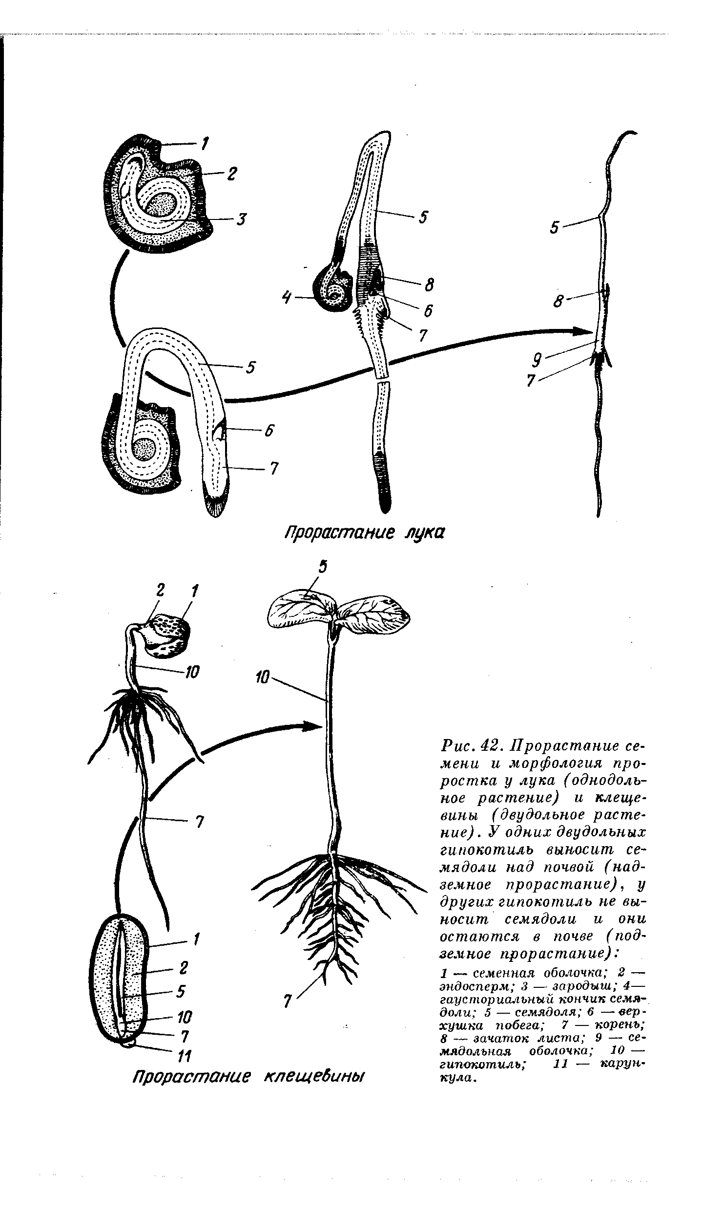 Гипокотиль у растений. Проросток пшеницы схема. Прорастание однодольных и двудольных семян. Схема рисунок прорастание семени. Проросток пшеницы схема прорастания однодольных.