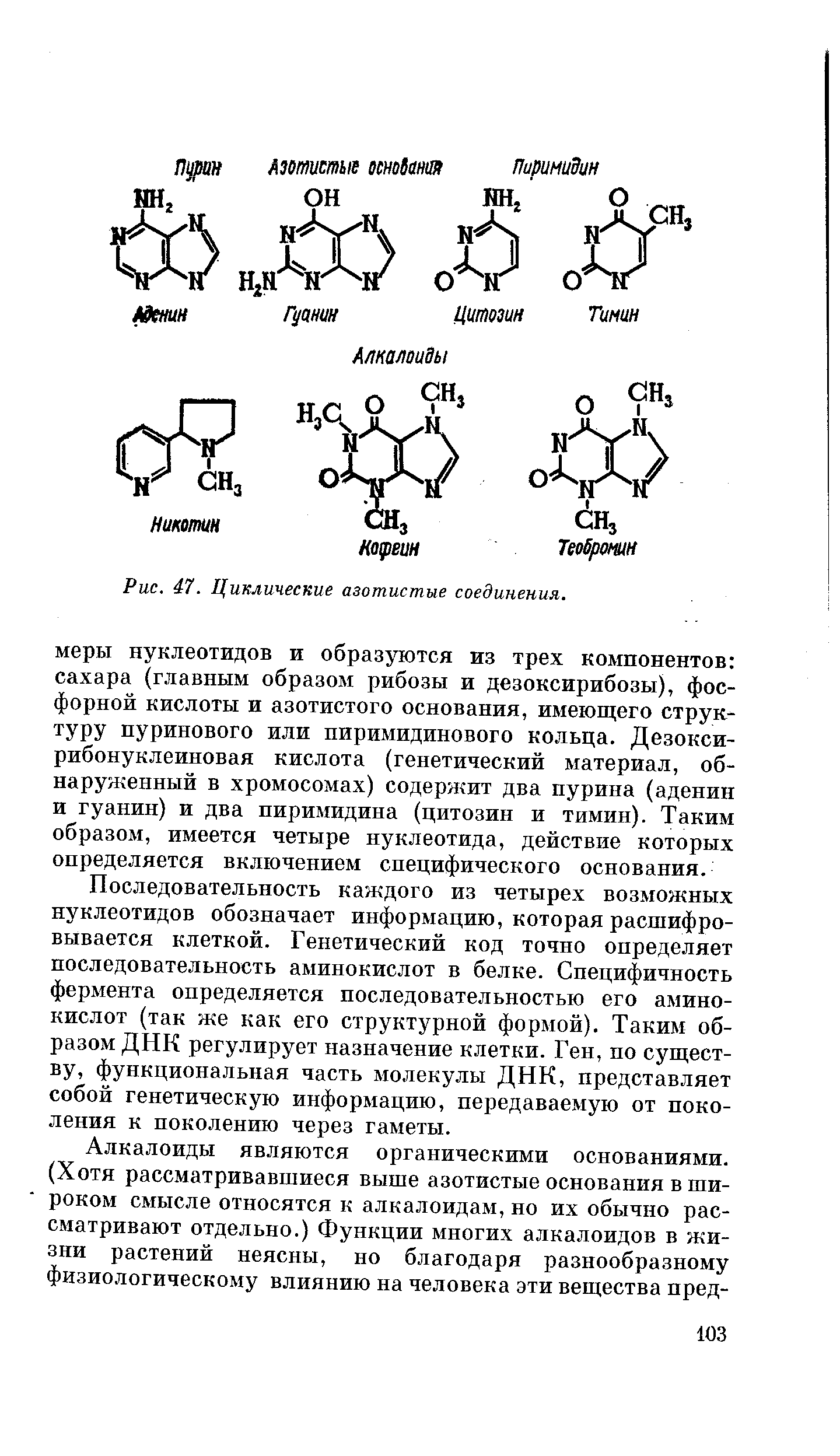 Азотистые основания