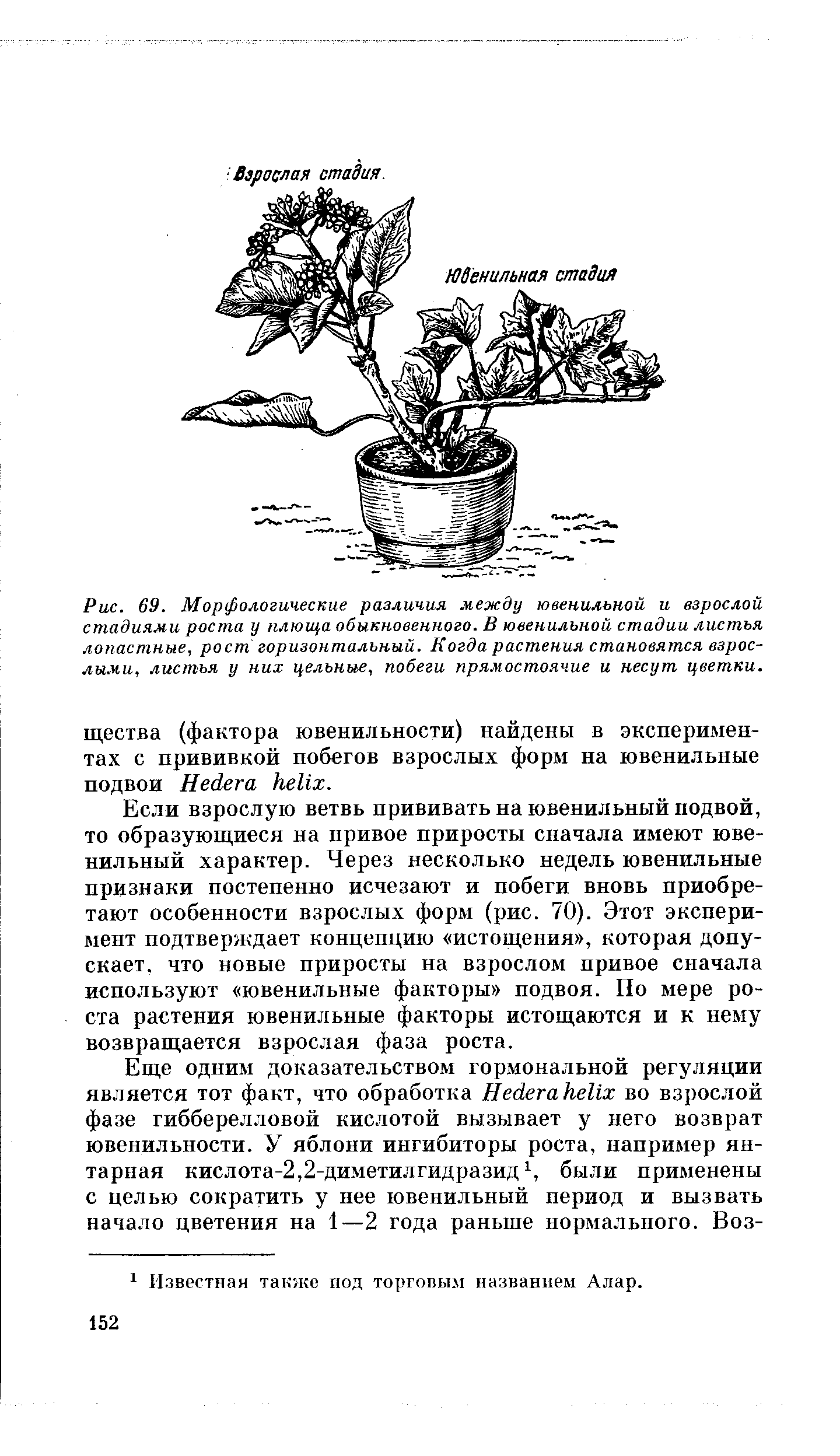 На рисунке изображены лист плюща обыкновенного и листья других