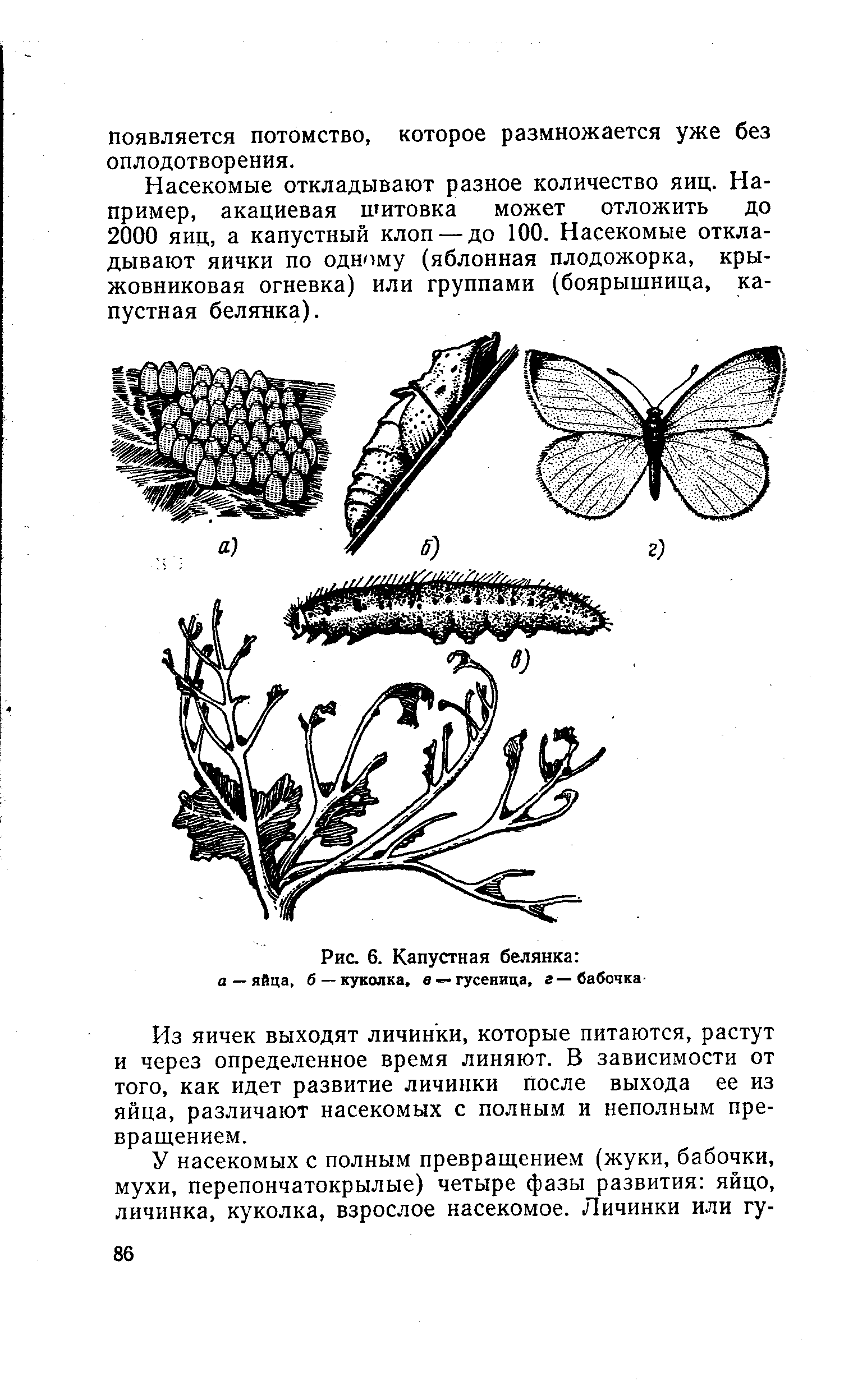 Последовательность капустной белянки