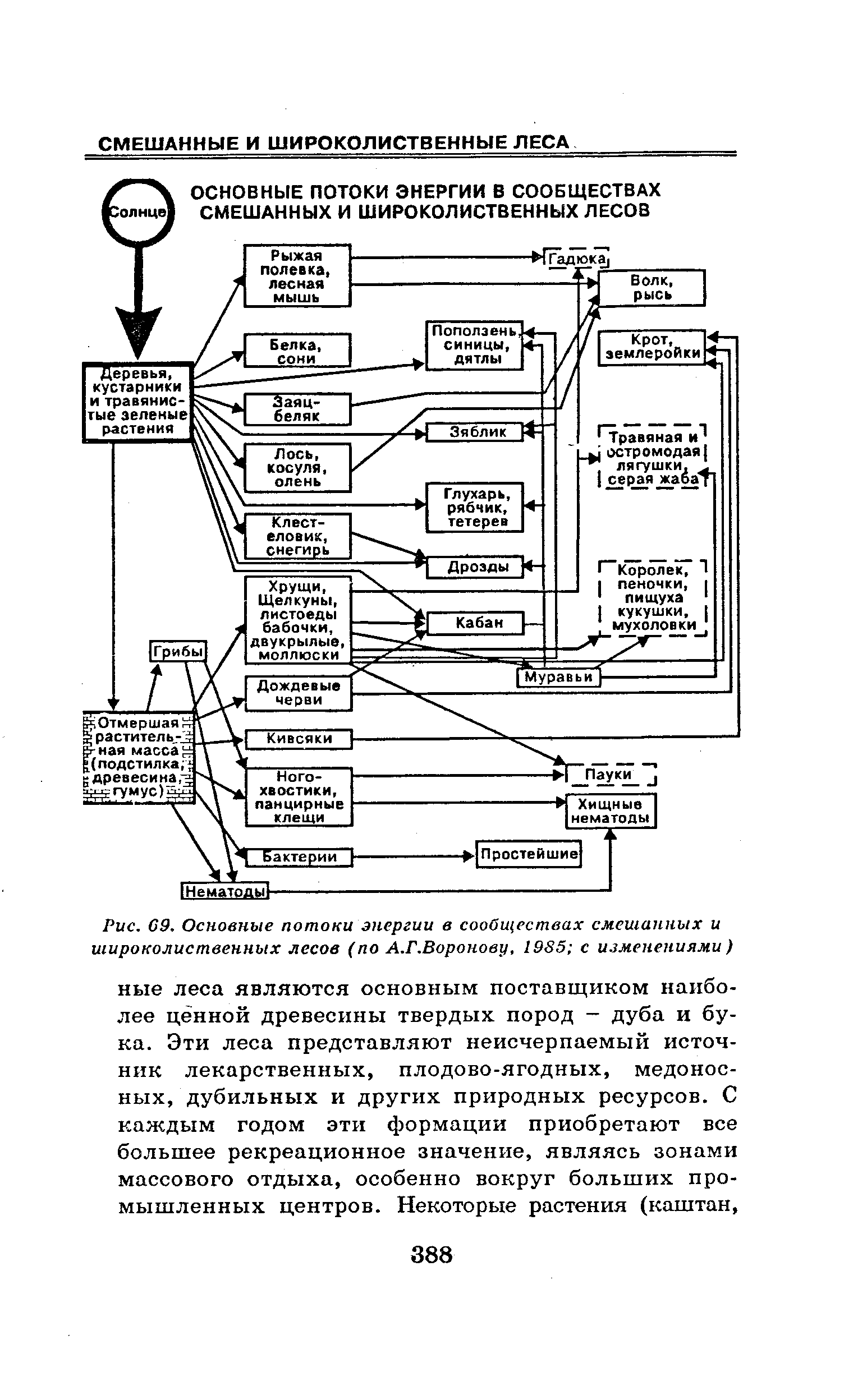 Ниже приведена схема трофической структуры биоценоза широколиственного леса