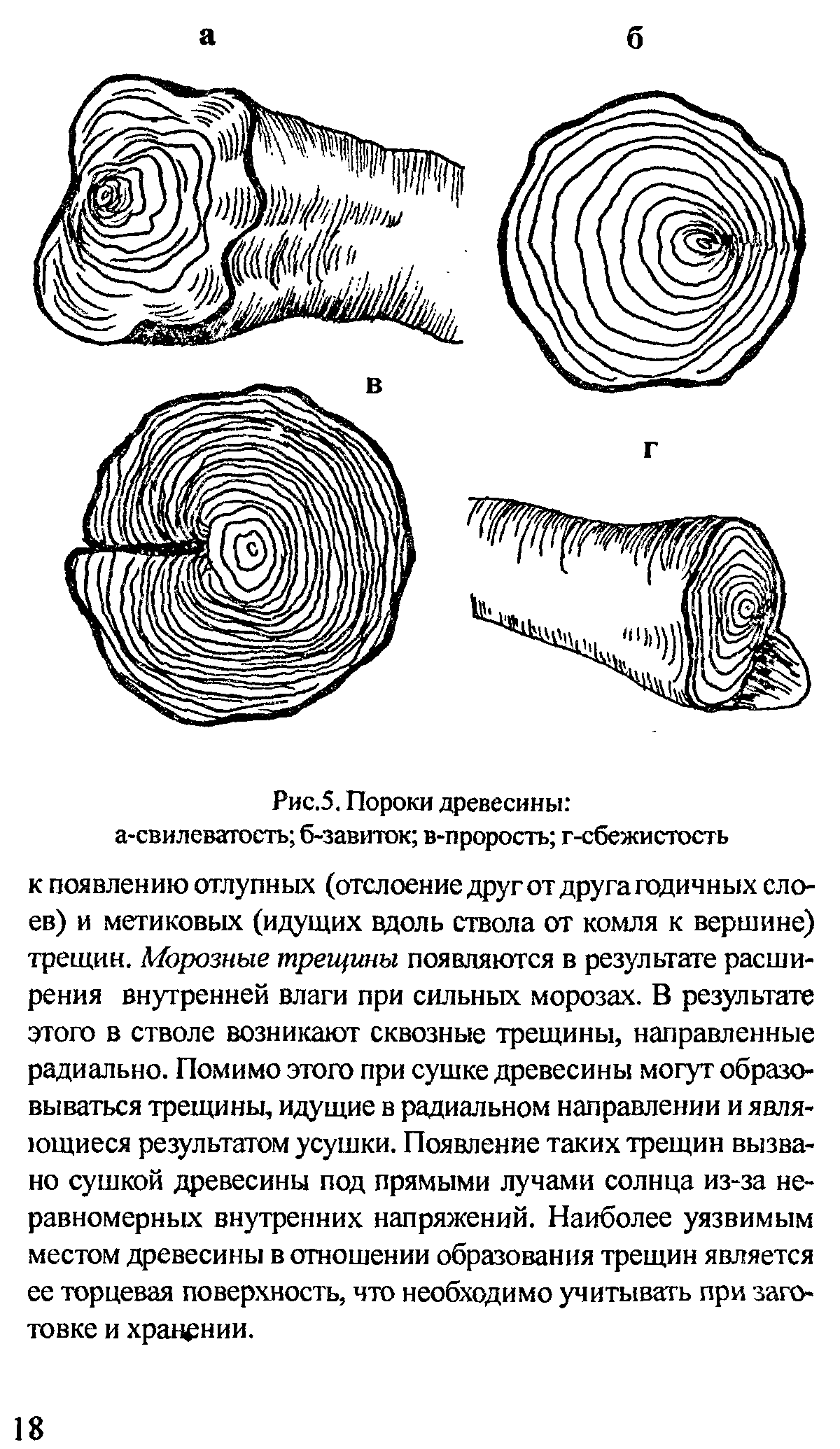 Как называется рисунок на срезе древесины