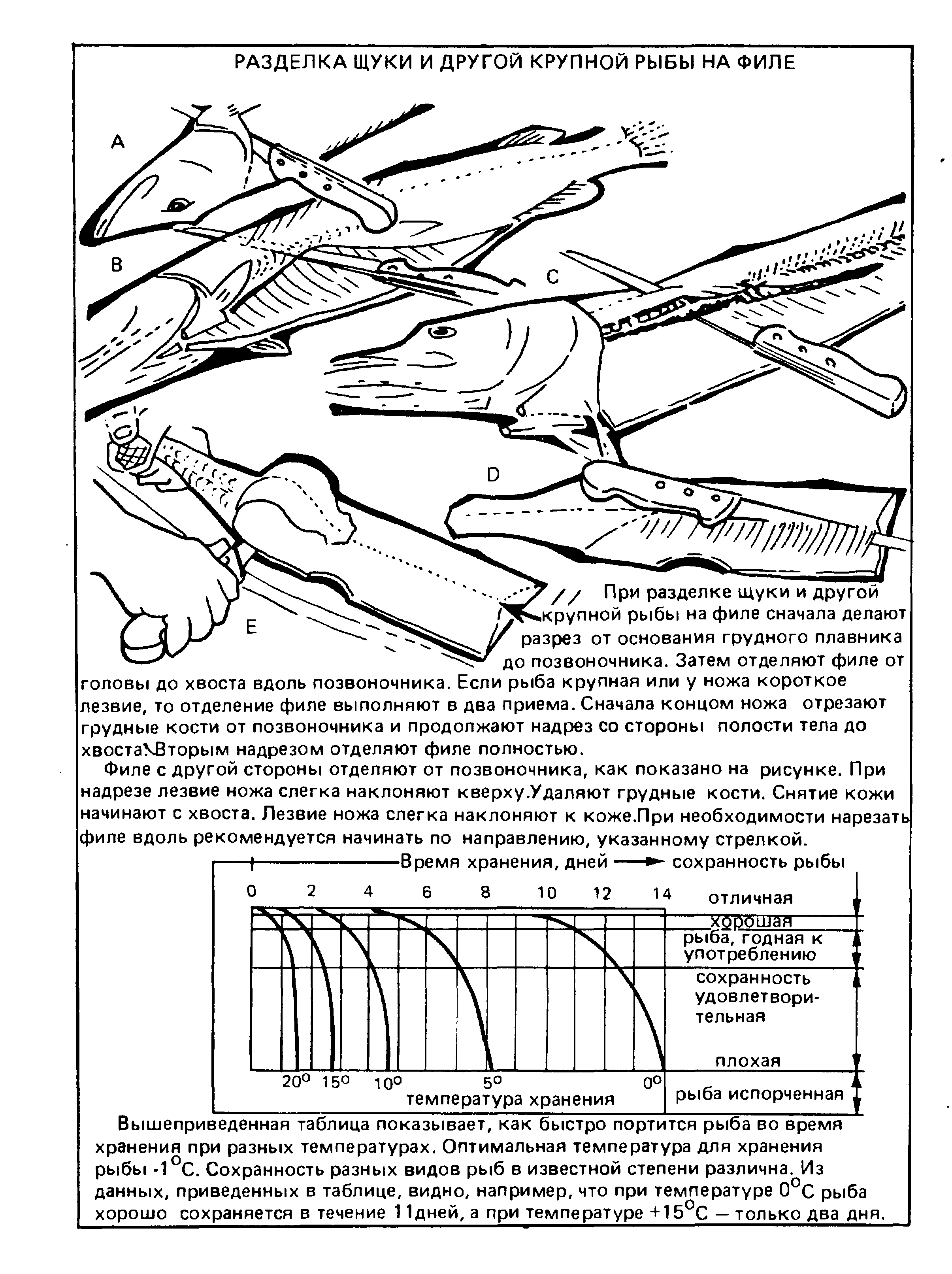 Как разделать щуку. Технологическая схема разделки рыбы на филе без кожи и костей. Схема разделки рыбы на филе без кожи и костей. Технологическая схема щука разделка. Схема разделки рыбы на филе с кожей и костями.