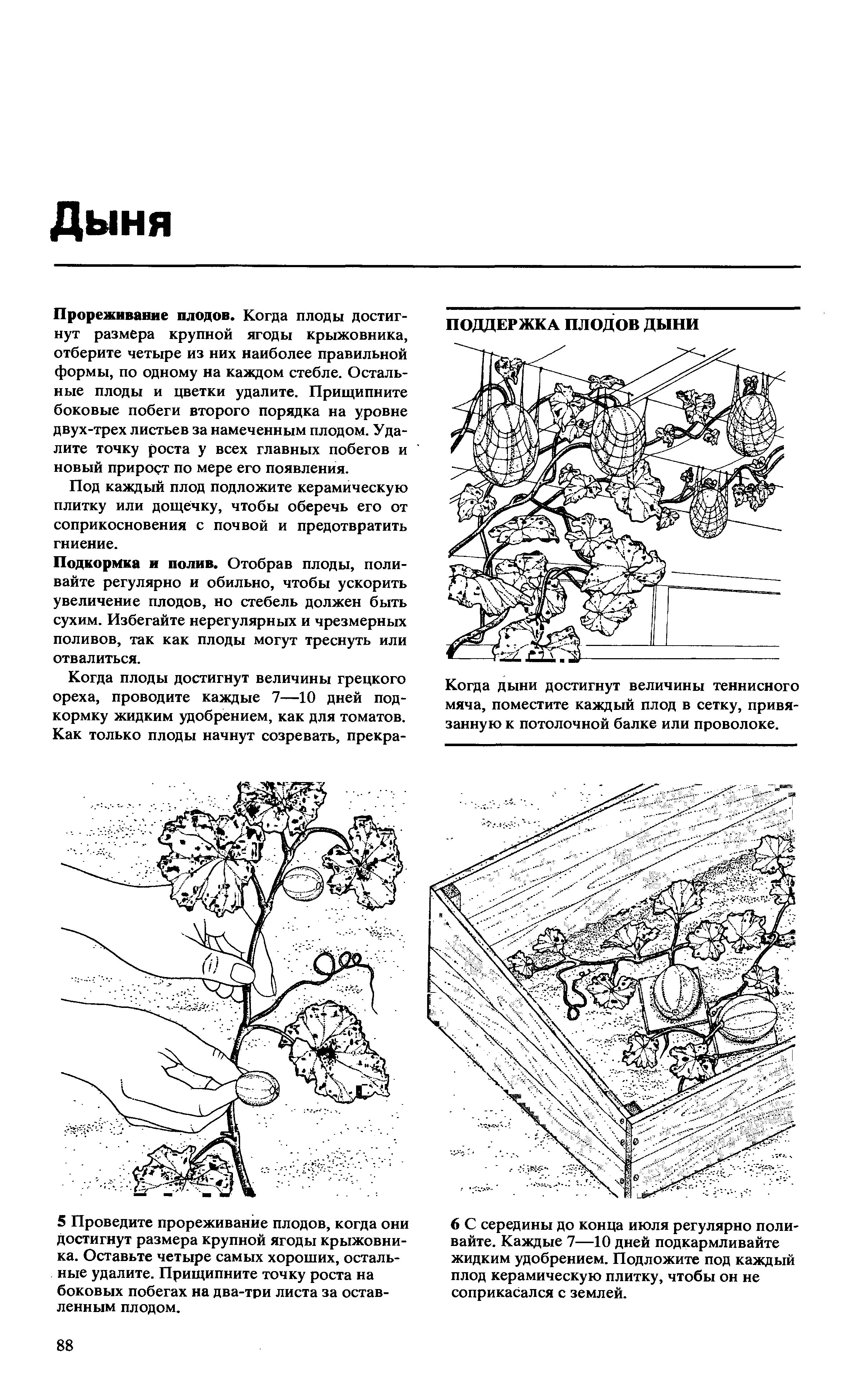 Схема прищипывания арбузов