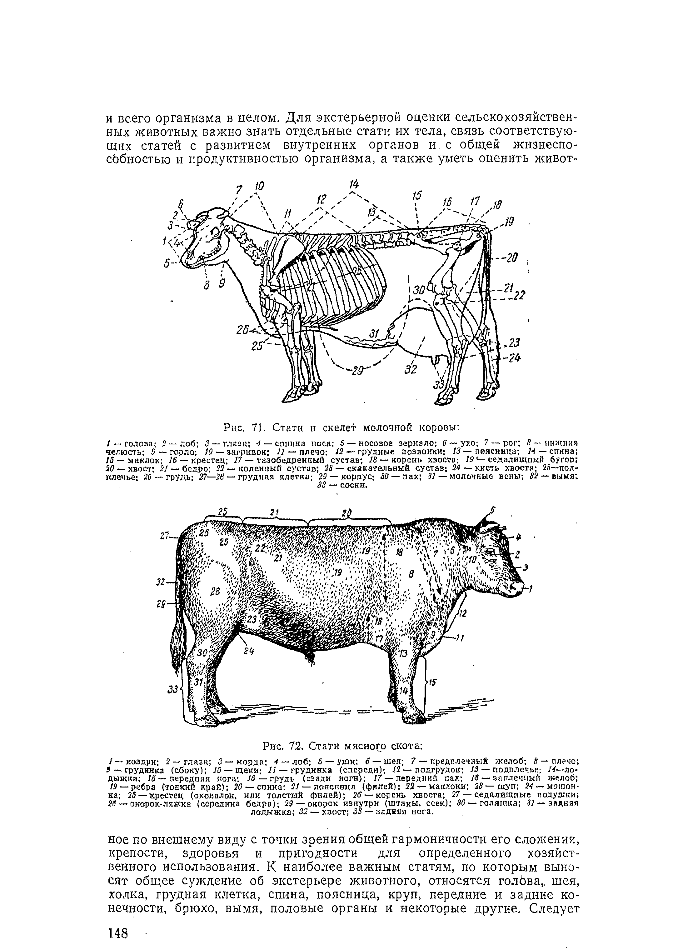 Стати молочной коровы рисунок