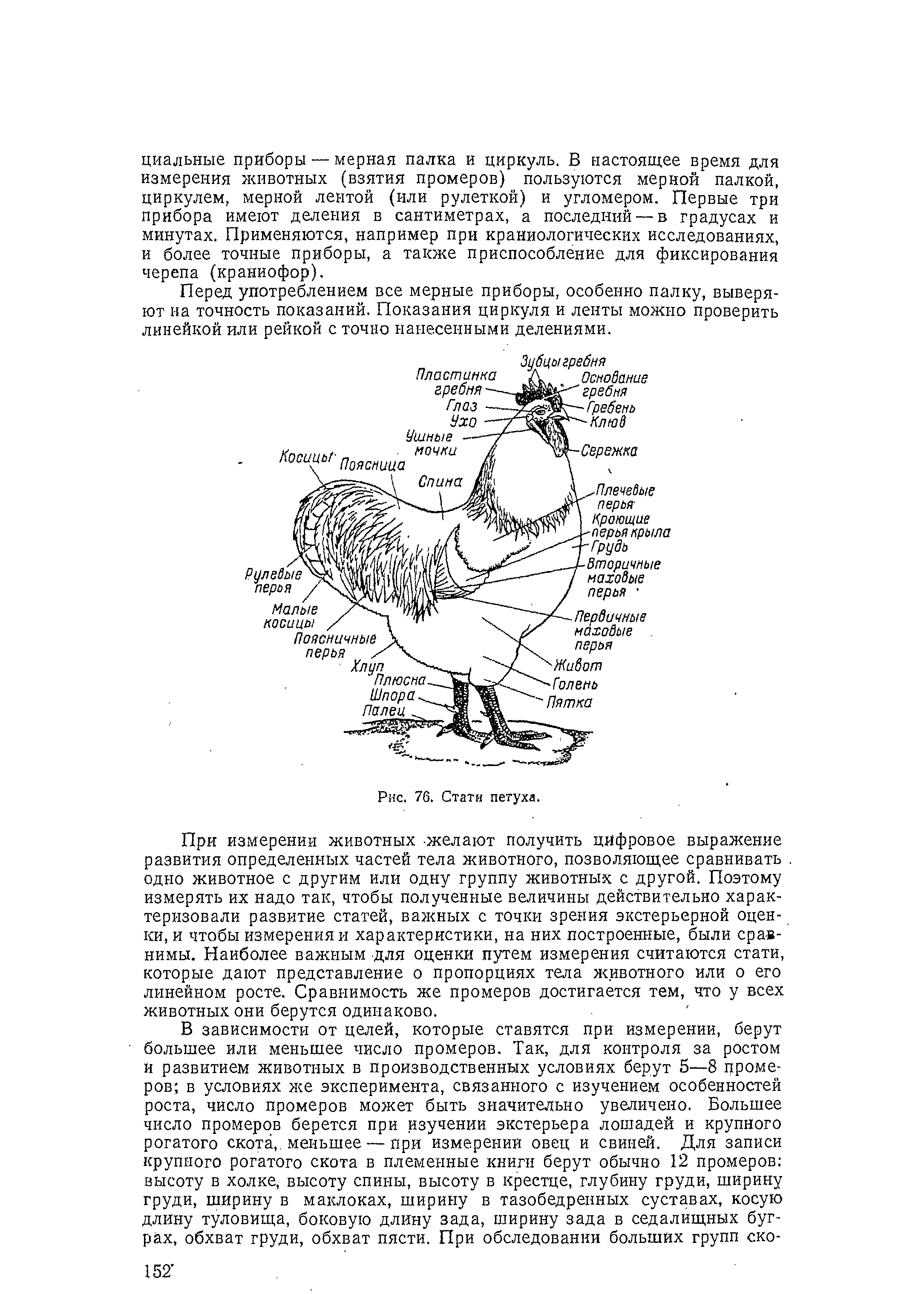 Строение петуха схема