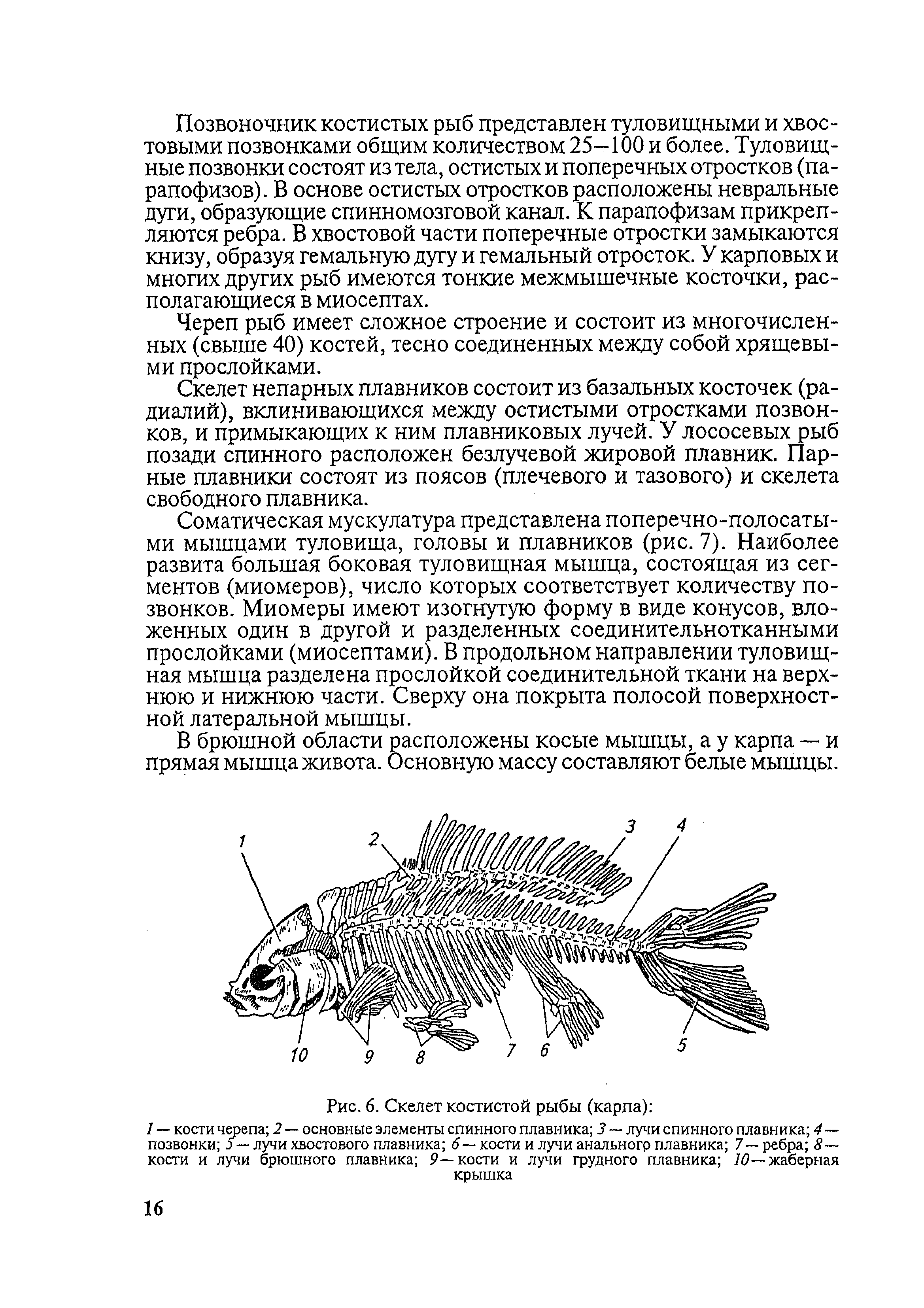 В позвоночнике костных рыб имеются отделы. Строение скелета костистых рыб. Скелет не парный плавнков состоитрыбы состоит. Строение позвонка костной рыбы. Позвоночник костных рыб.