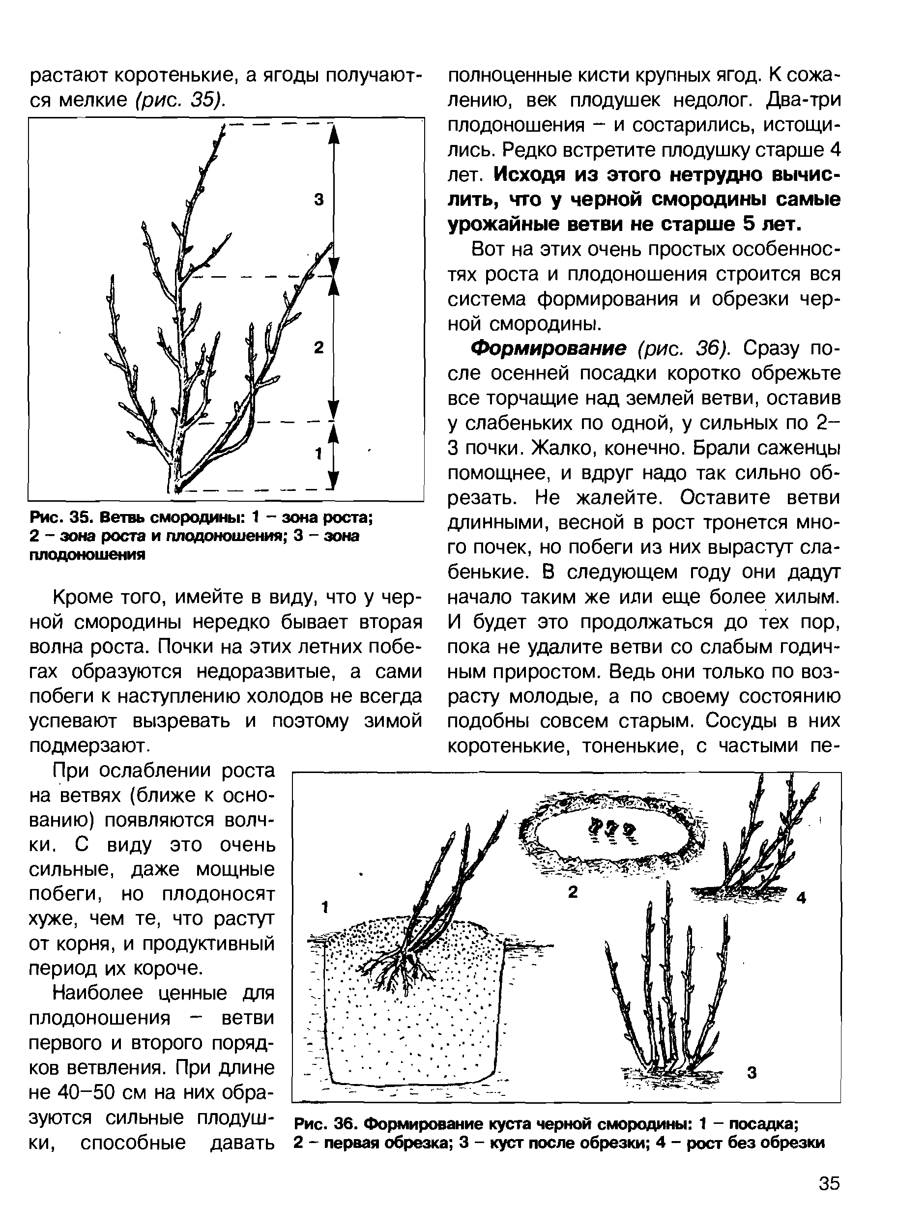 Схема посадки красной смородины