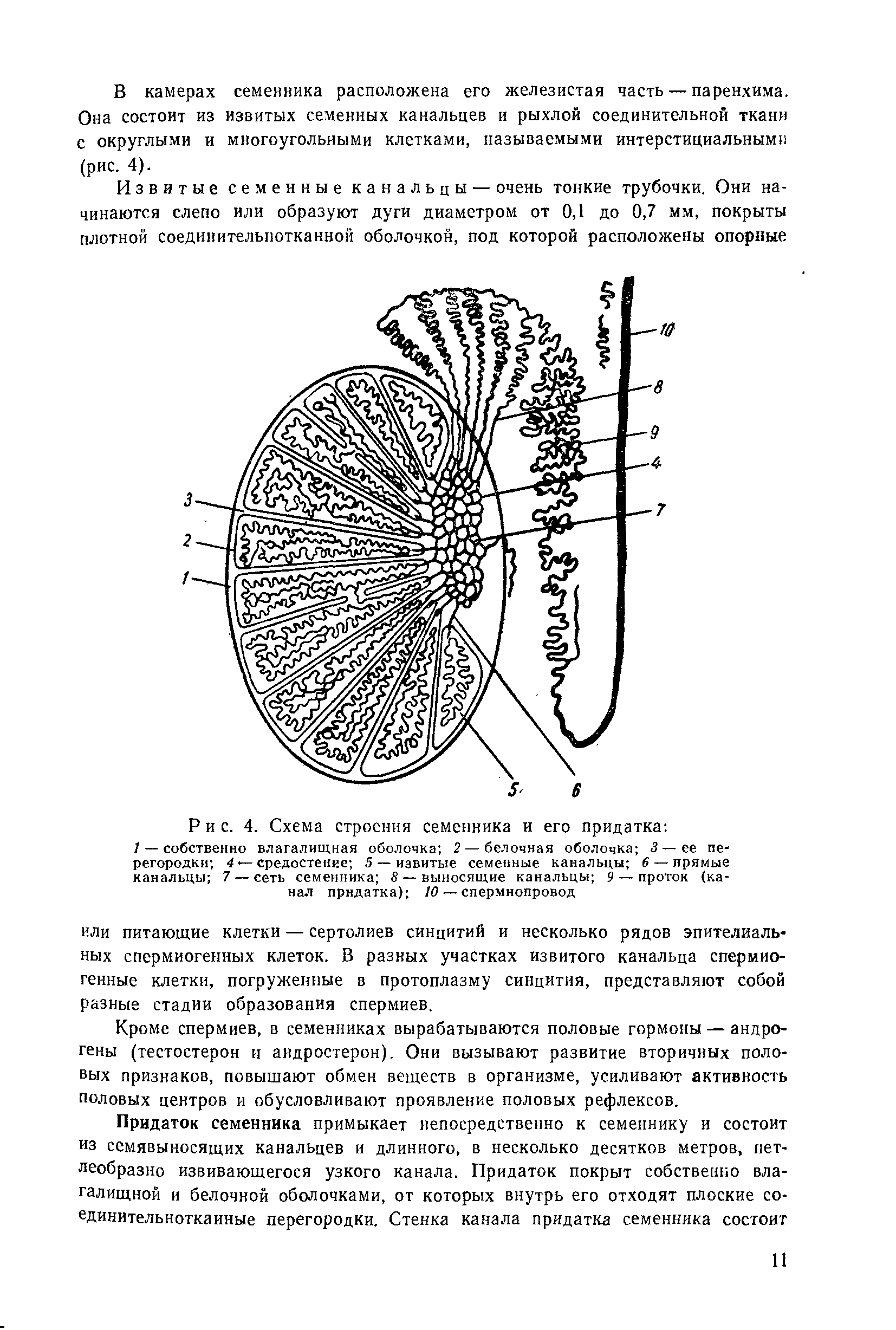 Схема строения семенника - 89 фото