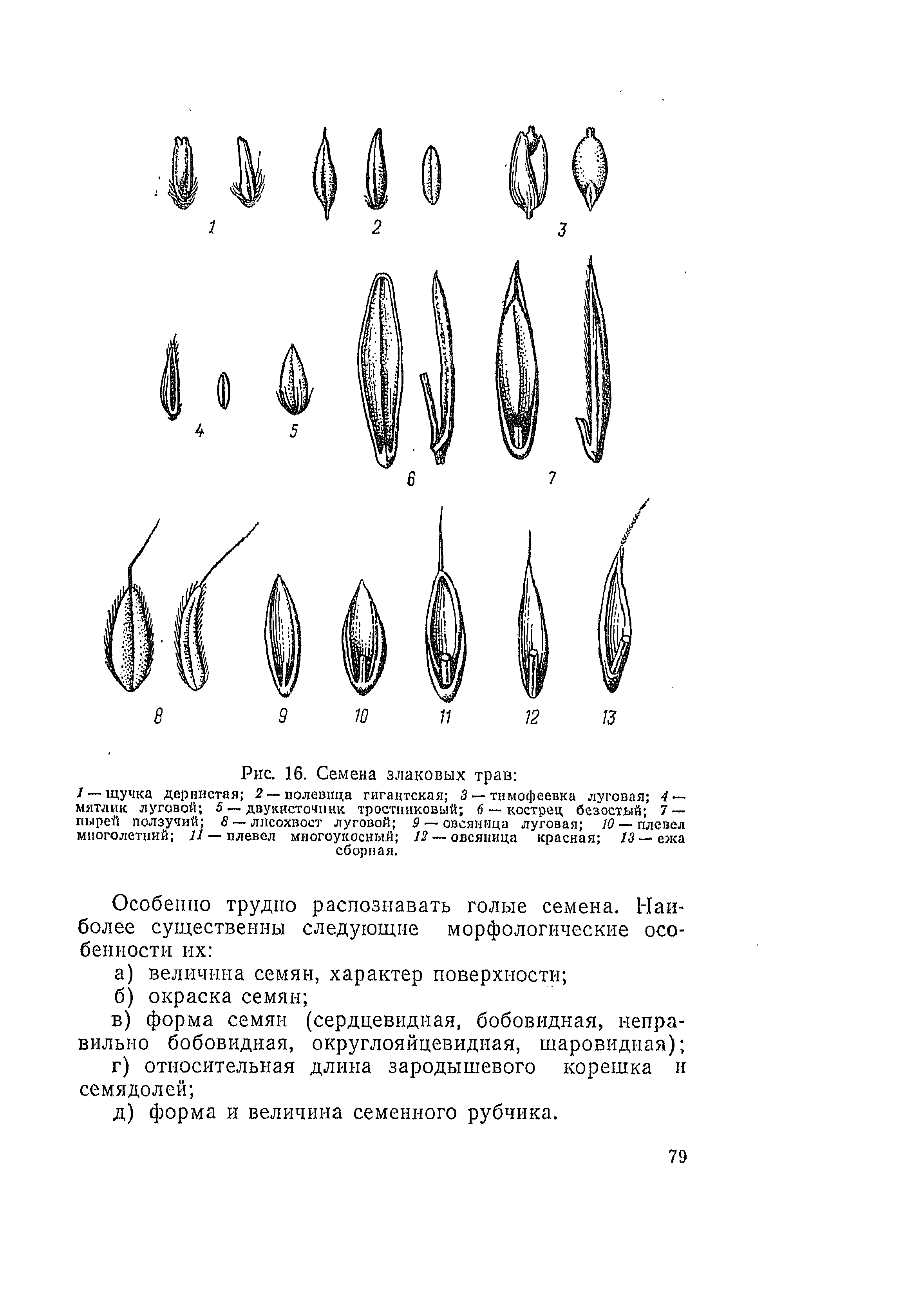 Форма семян. Семена сорных растений атлас-определитель. Семена сорных злаковых растений. Семена многолетних злаковых трав. Семена сорных растений на злаковых растениях.