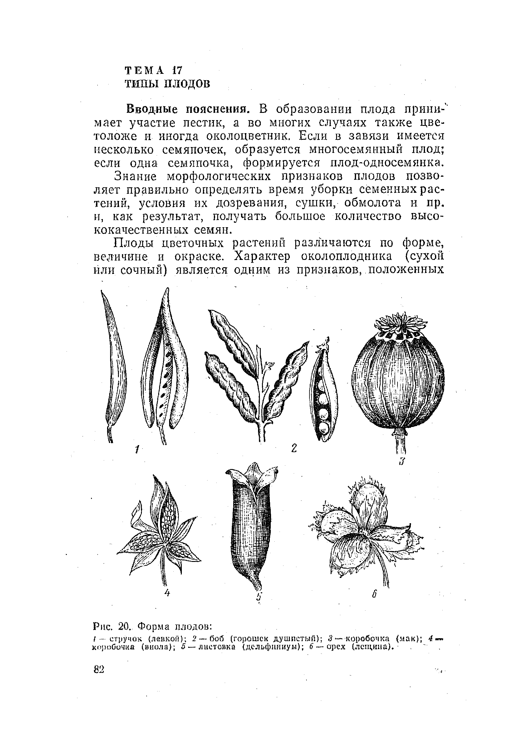 Плод листовка рисунок