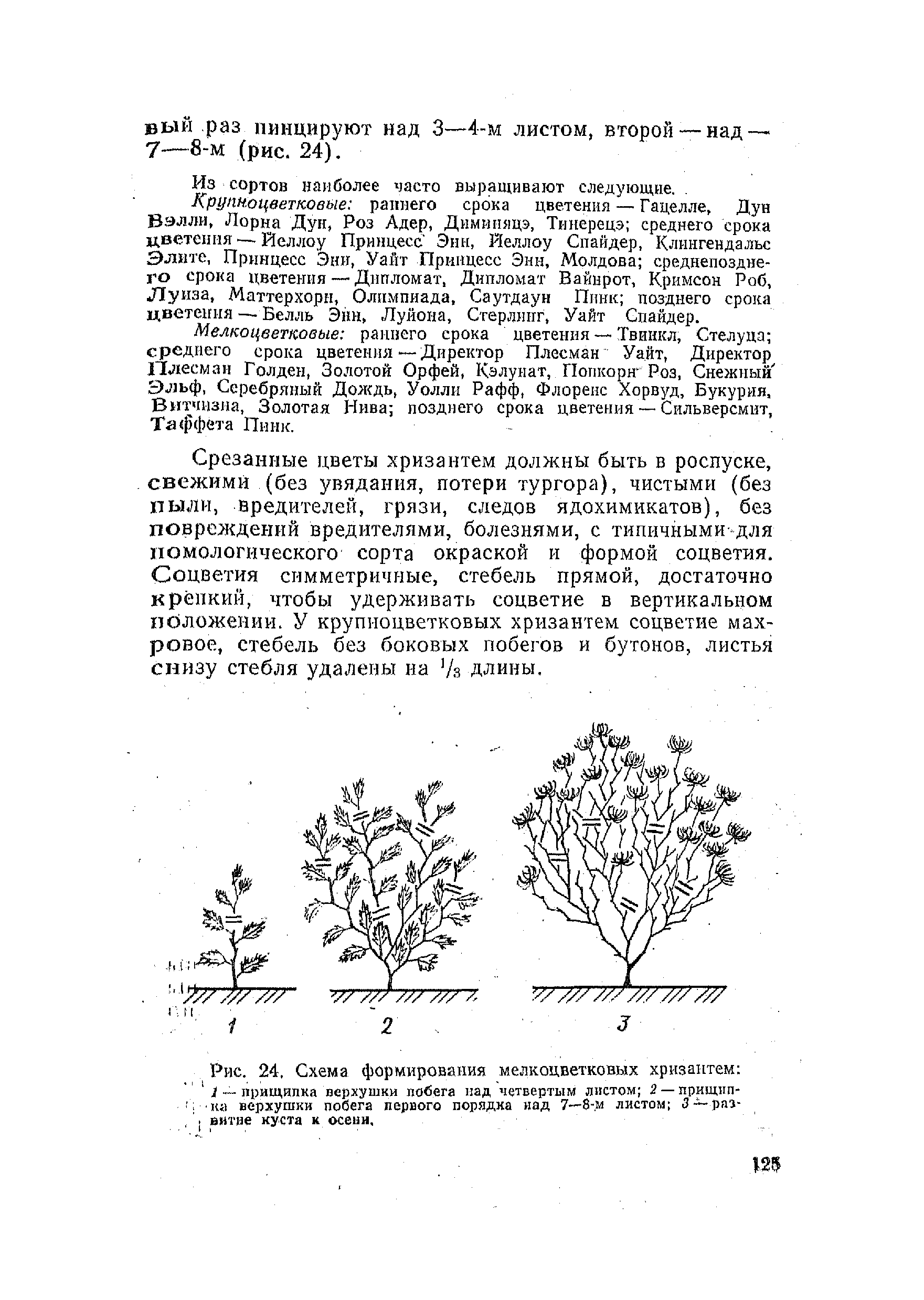 Прищипывание хризантем схема