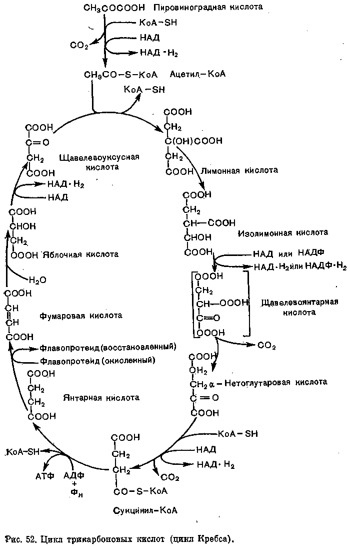 Цтк биохимия схема