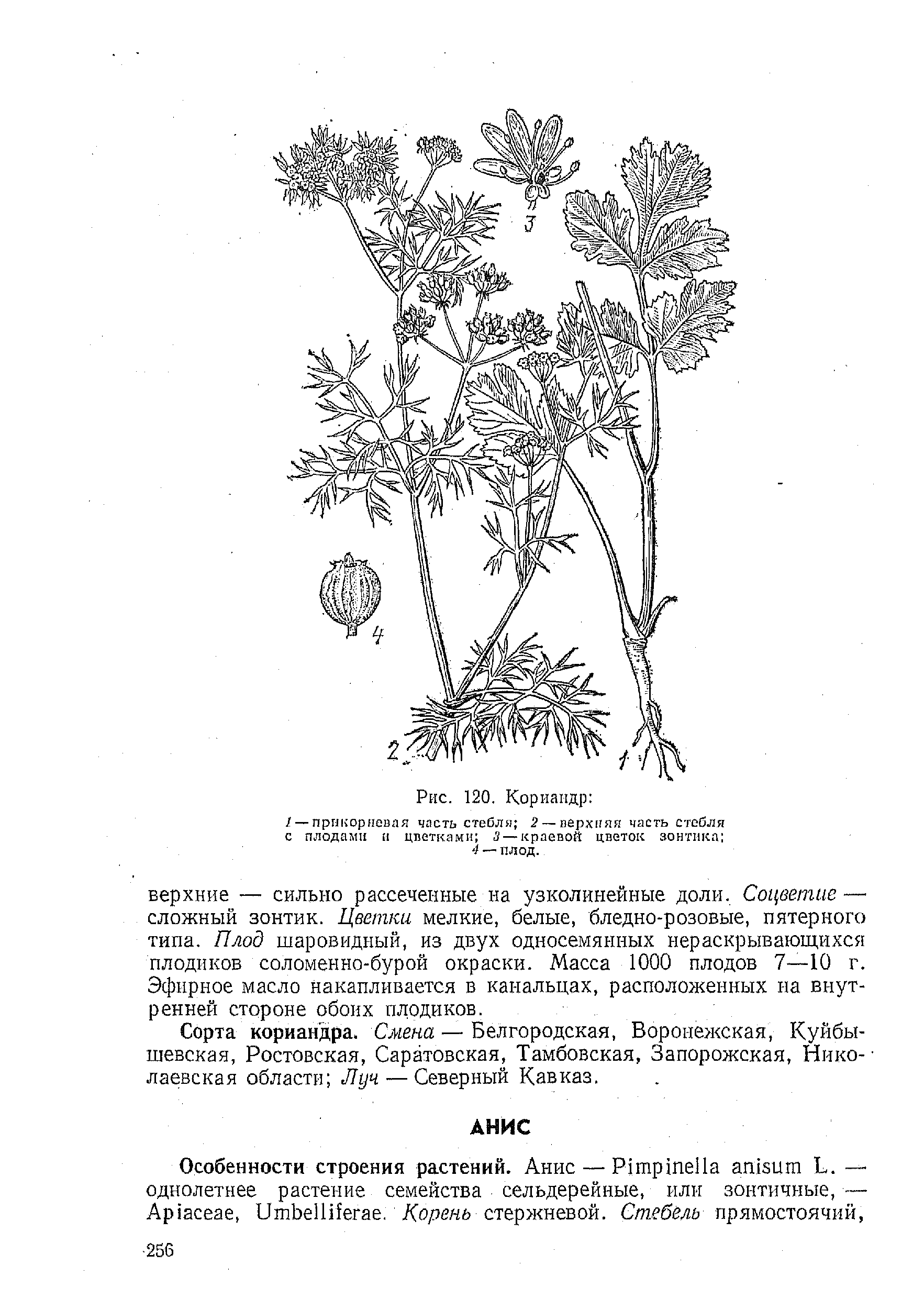 Кориандр строение