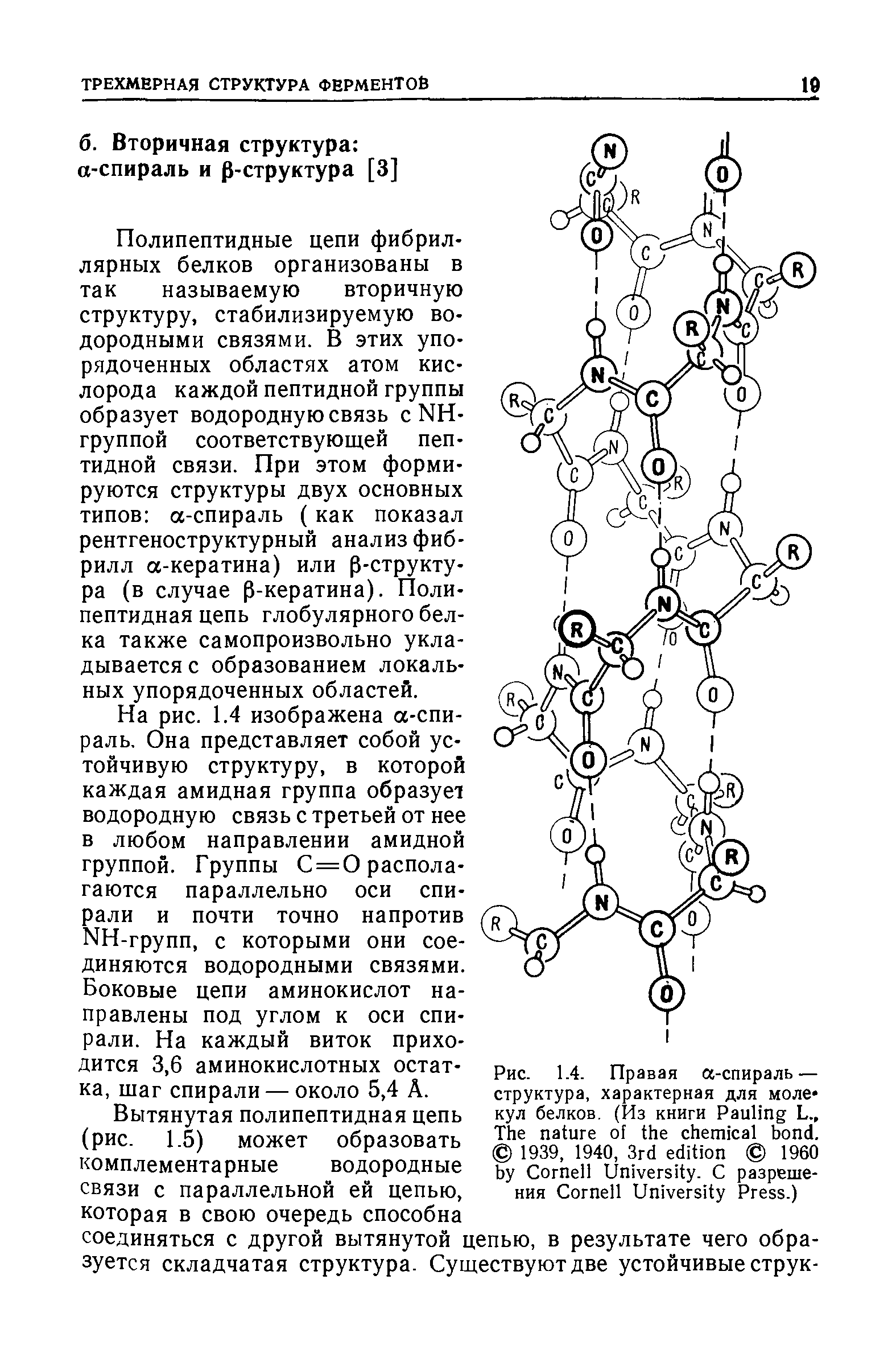 Элементы белков. Цепь аминокислот вторичная структура. Полипептидная цепь спиральная структура глобулярный белок. Вторичная структура белка связи ее стабилизирующие. Полипептидная спираль.