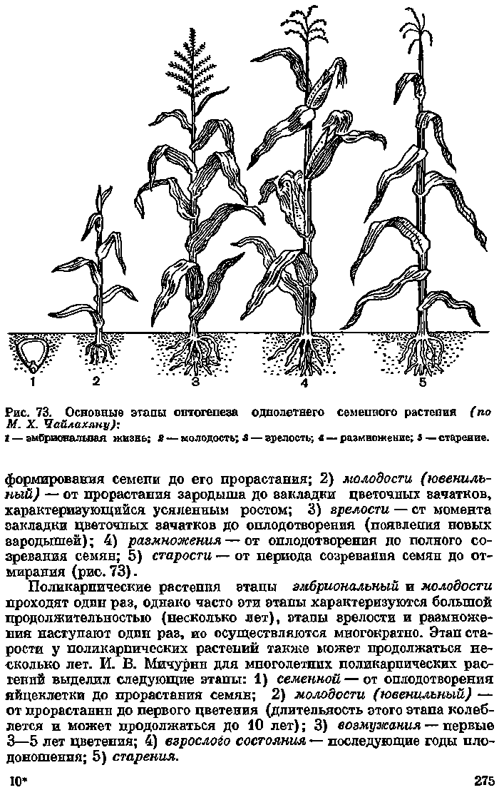 Этапы растений. Онтогенез растений схема. Этапы онтогенеза растений. Этапы онтогенеза растений Чайлахян. Этапы онтогенеза семенного растения.