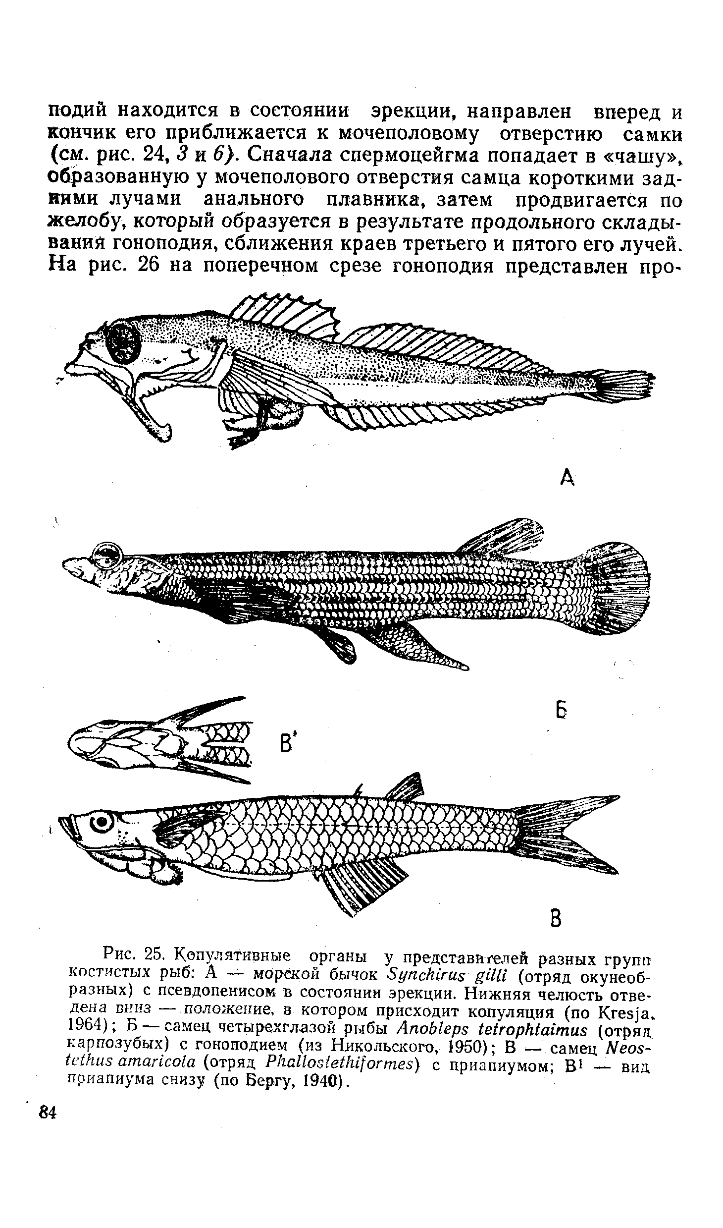 Гоноподий анатомия рыб