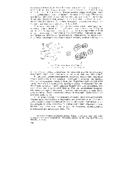 У нитчатых бактерий ослизнение оболочки является морфологическим приспособлением к окружающим условиям и не связано с неблагоприятными условиями питательной среды. Например, у серобактерий из рода Thiothrix на одном конце нити образуется слизистая подушечка, при помощи которой бактерия прикрепляется к неподвижным предметам (рис. 73).