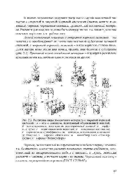 Черенок, заготовленный из одревесневшего побега в период зимнего, т.е. безлистного, состояния растения называется зимним стеблевым, заготовленный из неодревесневшего побега с листьями в период вегетации растений - зелёным, а из части корня - корневым. Черенковый саженец -саженец, выращенный из черенков (ГОСТ 17559-82).