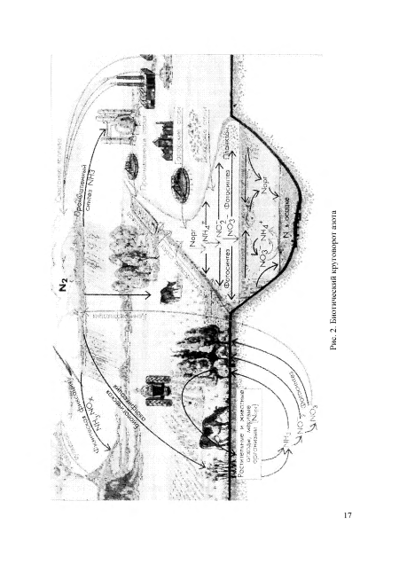 Биотический круговорот азота