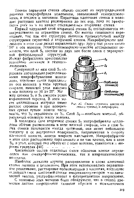 Схема строения клеточной стенки трахеид и либриформа