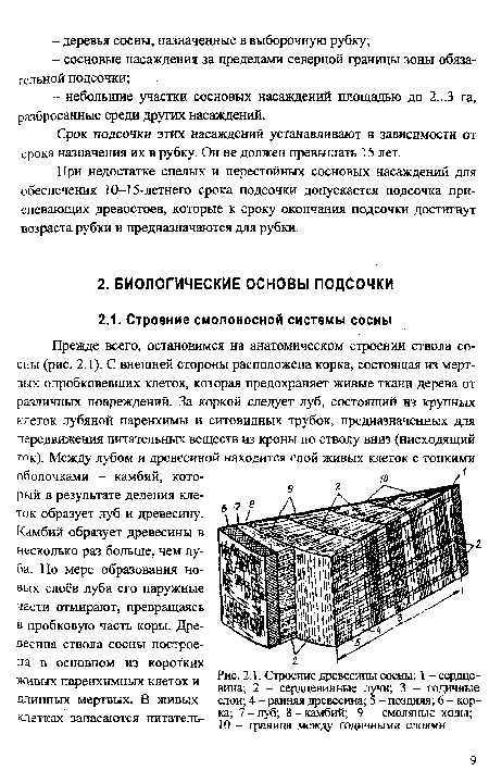 Прежде всего, остановимся на анатомическом строении ствола сосны (рис. 2.1). С внешней стороны расположена корка, состоящая из мертвых опробковевших клеток, которая предохраняет живые ткани дерева от различных повреждений. За коркой следует луб, состоящий из крупных клеток лубяной паренхимы и ситовидных трубок, предназначенных для передвижения питательных веществ из кроны по стволу вниз (нисходящий ток). Между лубом и древесиной находится слой живых клеток с тонкими оболочками - камбий, который в результате деления клеток образует луб и древесину.