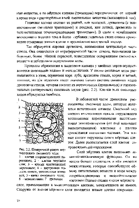 Поперечный разрез вертикального смоляного хода