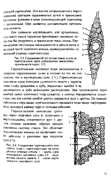 Сердцевинный луч со смоляным ходом на тангентальном срезе (обозначения аналогичны приведенным на рис. 2.2)