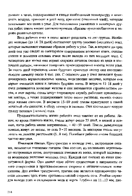 Всех рабочих пчел в семье можно разделить на две группы. Наиболее молодые (до 14-20 дней) составляют группу ульевых (нелетных) пчел, которые выполняют главным образом работу в улье. Так, в возрасте до трех дней они уже следят за санитарным содержанием восковых ячеек, очищая стенки и донышки сотовых ячеек после выхода из них молодых пчел. С четвертого дня жизни они кормят старших личинок смесью из меда и цветочной пыльцы, начинают совершать ориентировочные полеты возле улья. За шесть дней кормления своих будущих крылатых сестер они посещают каждую личинку около 8 тыс. раз. С седьмого дня у пчел начинают функционировать верхнечелюстные железы, выделяющие молочко, которым они кормят пчелиных маток и личинок будущих маток. В возрасте 12-18 дней у пчел развиваются восковые железы и они занимаются строительством сотов; в этот период пчелы несут сторожевую службу, работают приемщицами нектара, а также поддерживают тепло около расплода, являясь своего рода живым одеялом. В возрасте 15-18 дней пчелы приступают к самой почетной обязанности: к сбору нектара и пыльцы. Они составляют вторую группу полевых (летных) пчел.