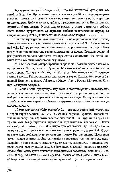 Листья пурпурной ивы ланцетные или обратноланцетные, голые, темно-зеленые сверху и сизовато-зеленые снизу, длиной 3...13 см и шириной 0,8...1,5 см, на вершине с шиповатым остроконечием, цельнокрайние или у вершины пильчатые, располагаются как и почки. Сережки соцветий распускаются раньше или почти одновременно с листьями. Ива легко размножается зимними стеблевыми черенками.