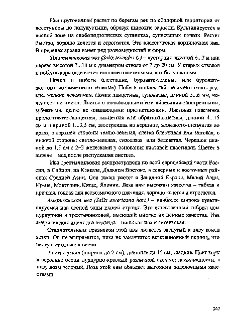 Трехтычинковая ива (Salix triandra L.) - кустарник высотой 6...7 м или дерево высотой 7...10 м с диаметром ствола от 7 до 20 см. У старых стволов и побегов кора отделяется тонкими пластинками, как бы заплатами.