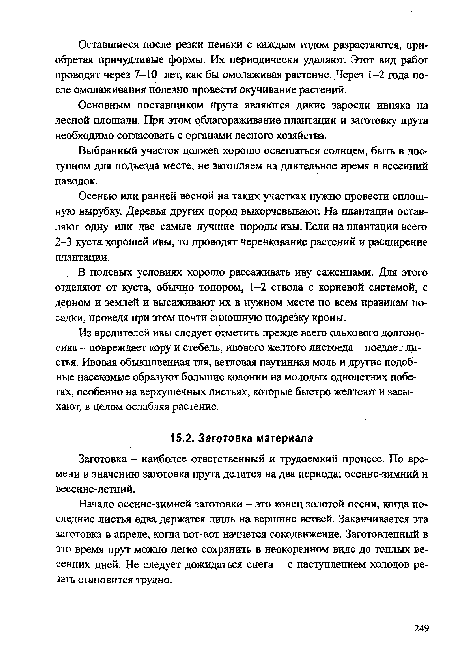 Начало осенне-зимней заготовки - это ганец золотой осени, когда последние листья едва держатся лишь на вершине ветвей. Заканчивается эта заготовка в апреле, когда вот-вот начнется сокодвижение. Заготовленный в это время прут можно легко сохранить в неокоренном виде до теплых весенних дней. Не следует дожидаться снега - с наступлением холодов резать становится трудно.