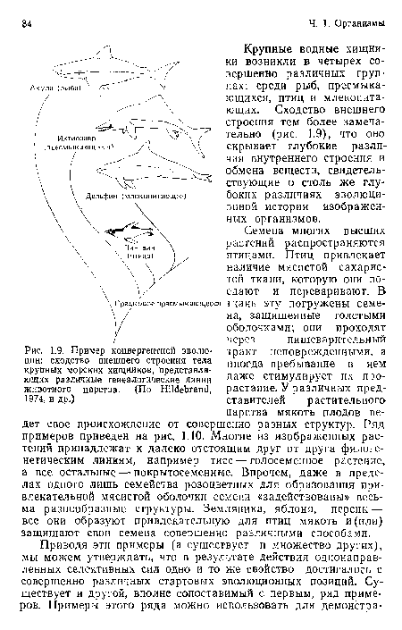 Пример конвергентной эволюции