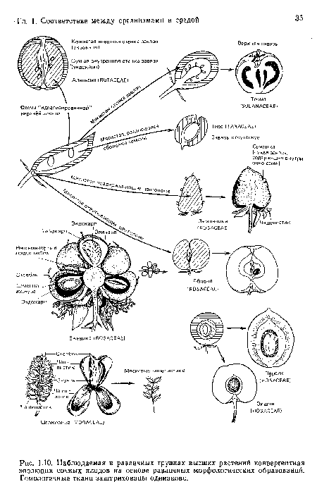 Наблюдаемая в различных группах высших растений конвергентная эволюция сочных плодов на основе различных морфологических образований. Гомологичные ткани заштрихованы одинаково.