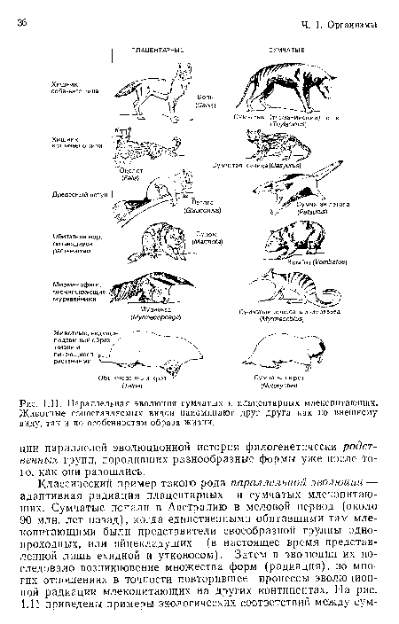 Параллельная эволюция сумчатых и плацентарных млекопитающих. Животные сопоставляемых видов напоминают друг друга как по внешнему виду, так и по особенностям образа жизни.