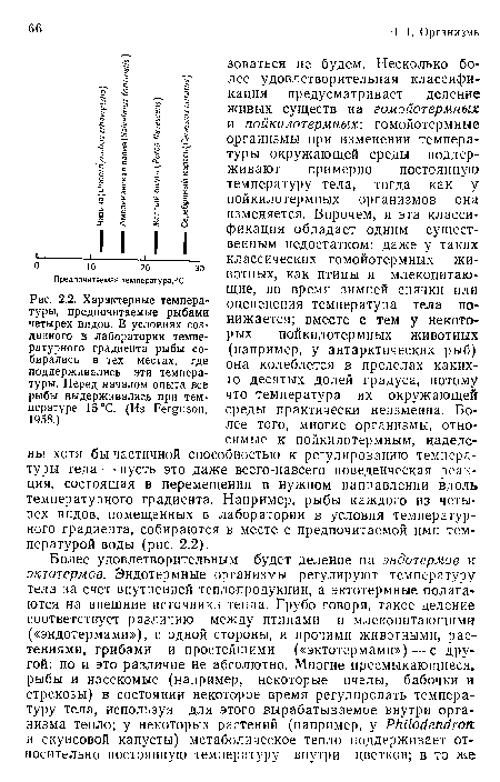 Характерные температуры, предпочитаемые рыбами четырех видов. В условиях созданного в лаборатории температурного градиента рыбы собирались в тех местах, где поддерживались эти температуры. Перед началом опыта все рыбы выдерживались при температуре 15°С. (Из Ferguson, 1958.)