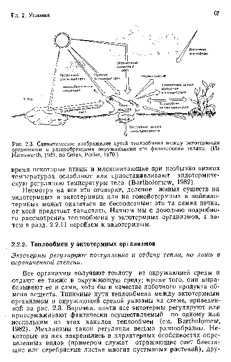 Схематическое изображение путей теплообмена между эктотермиым организмом и разнообразными окружающими его физическими телами. (Из Hainsworth, 1981, по Gates, Porter, 1970.)