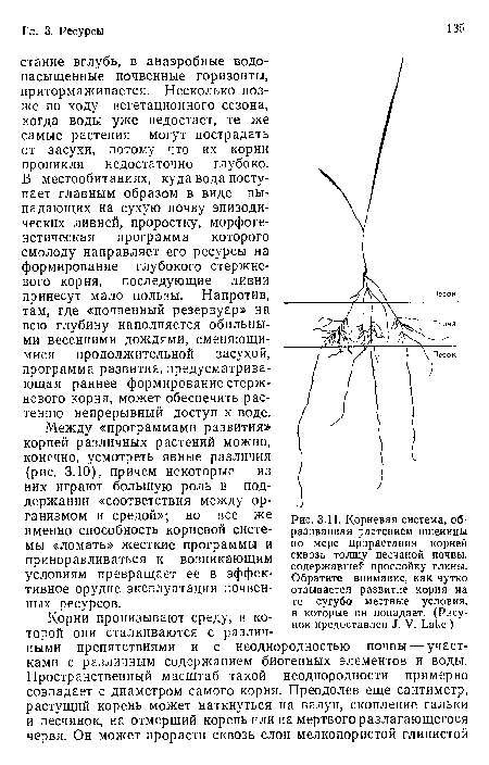 Корневая система, образованная растением пшеницы по мере прорастания корней сквозь толщу песчаной почвы, содержавшей прослойку глины. Обратите внимание, как чутко отзывается развитие корня на те сугубо местные условия, в которые он попадает. (Рисунок предоставлен J. V. Lake.)