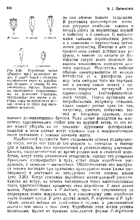 Коробочки маков (Рараюег эрр.) различных видов. У диких маков с гладкими коробочками поры на коробочках большие, и семена из них высыпаются быстро. Коробочки, защищенные покрывающими их колючими шипиками, принадлежат тем макам, у которых поры на коробочках мелкие; семена из таких пор высылаются медленно.