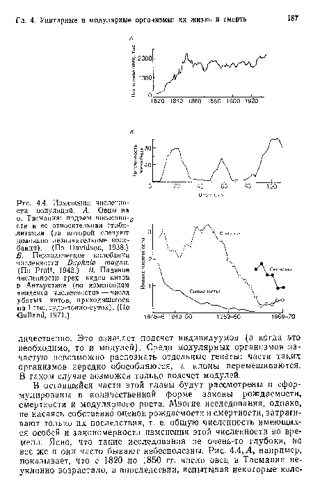 Изменения численности популяций. А. Овцы на о. Тасмания